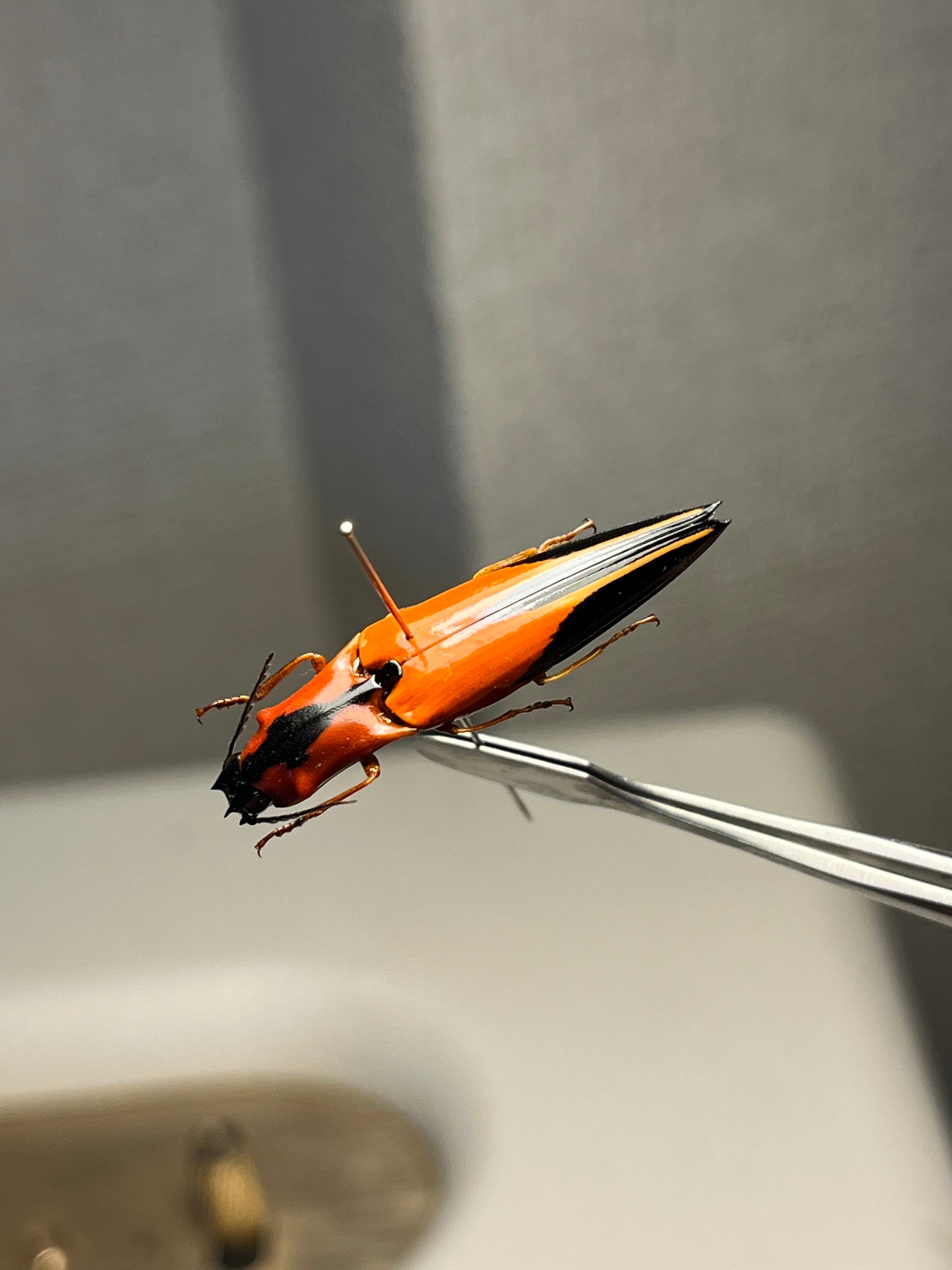 32mm】フェラーリコメツキムシ アングラトゥスミカドコメツキムシ 甲虫