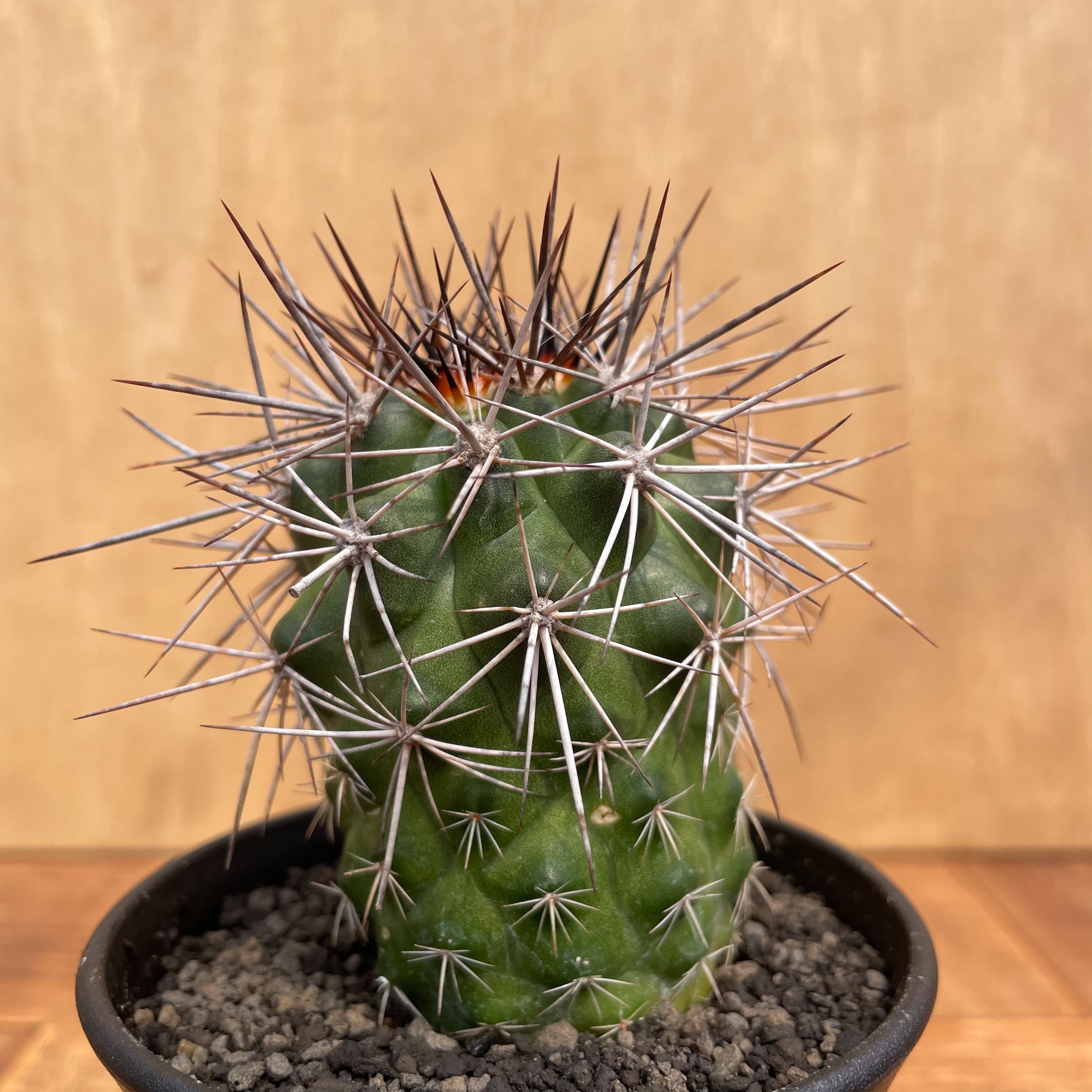 Copiapoa rupestris【コピアポア・ルペストリス】 Copiapoa rupestris【コピアポア・ルペストリス・実生
