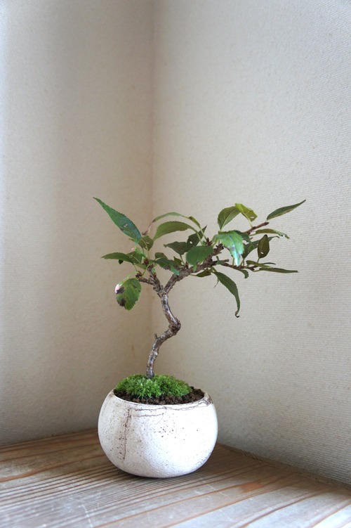盆栽　十月桜