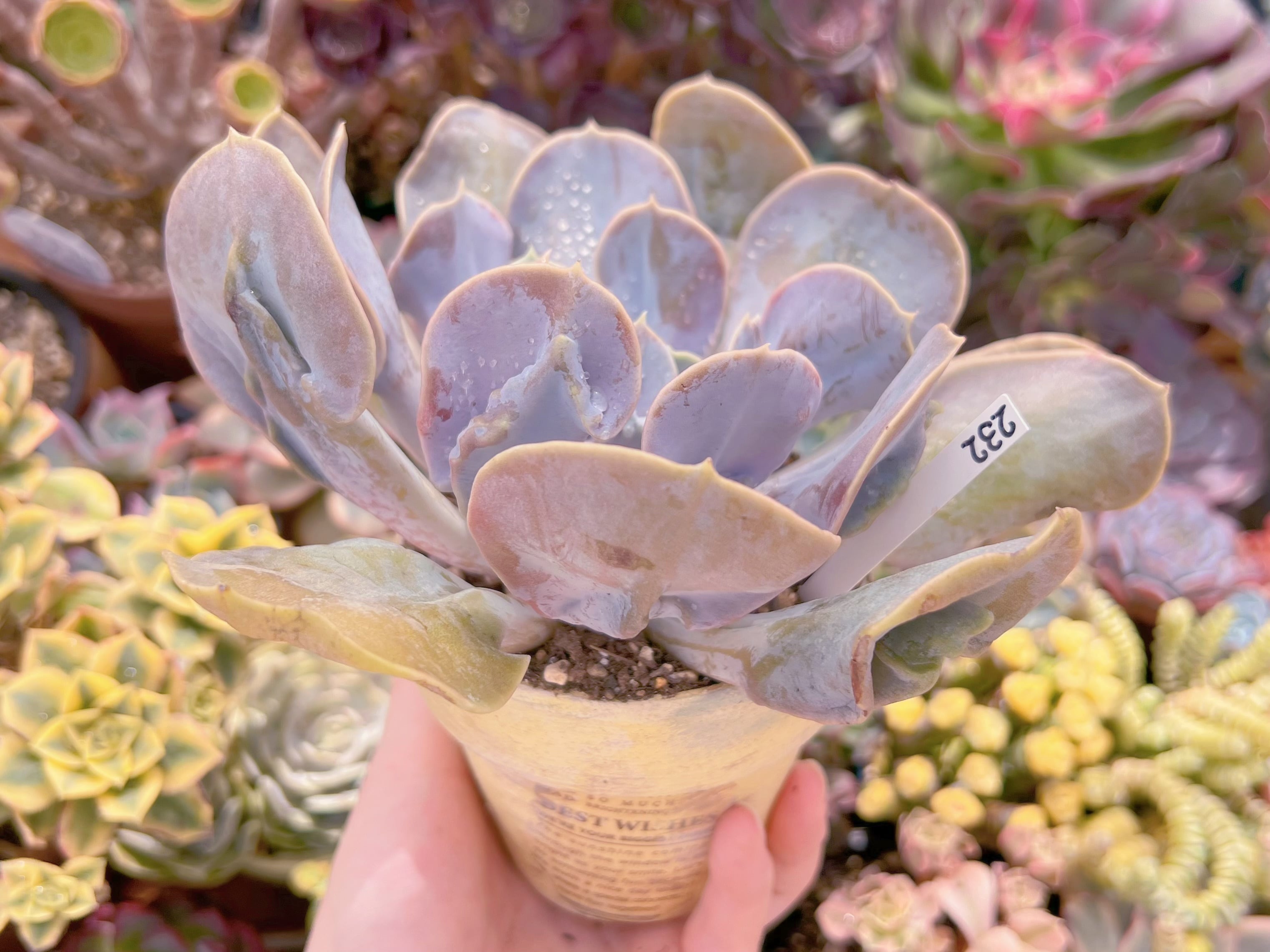 現品 ヴァルキリーエトランペット#2160 大苗 るる農園 | るる農園~多肉