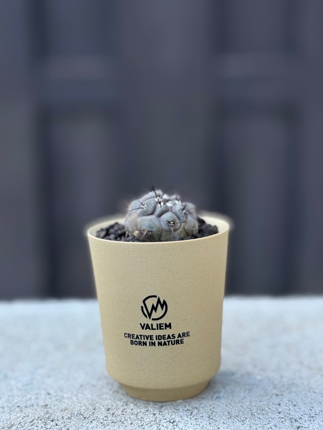 【新着】Copiapoa cinerea × VALIEM GHOST【俺の黒王丸】コピアポアシネレア