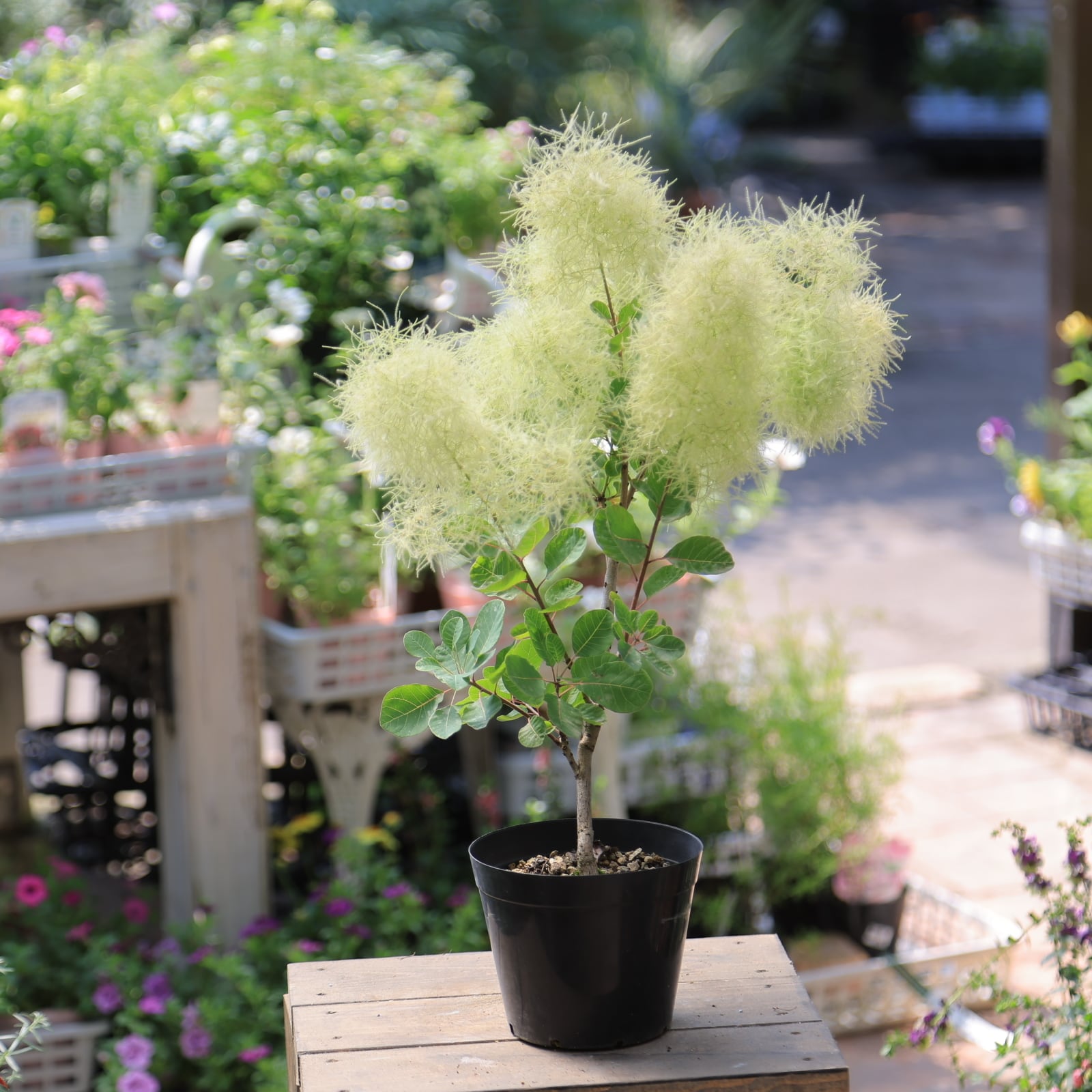 多肉植物　花サボテン　レッドシャイニー　(超レア) 1点限定