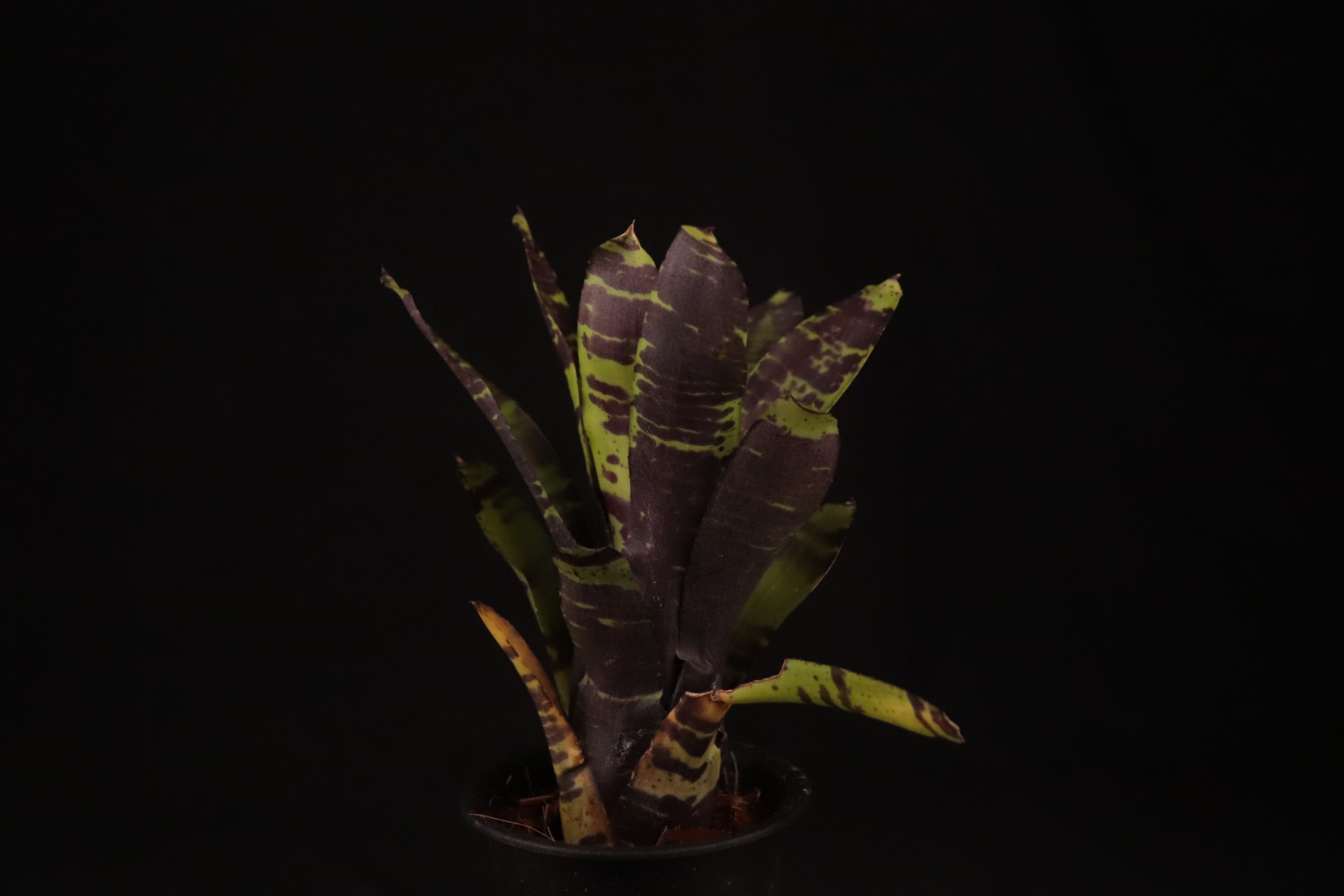 ネオレゲリア ブルーベリートリュフ中斑BLUEBERRY TRUFFLE ネオレゲリア ブルーベリートリュフ中斑BLUEBERRY TRUFFLE