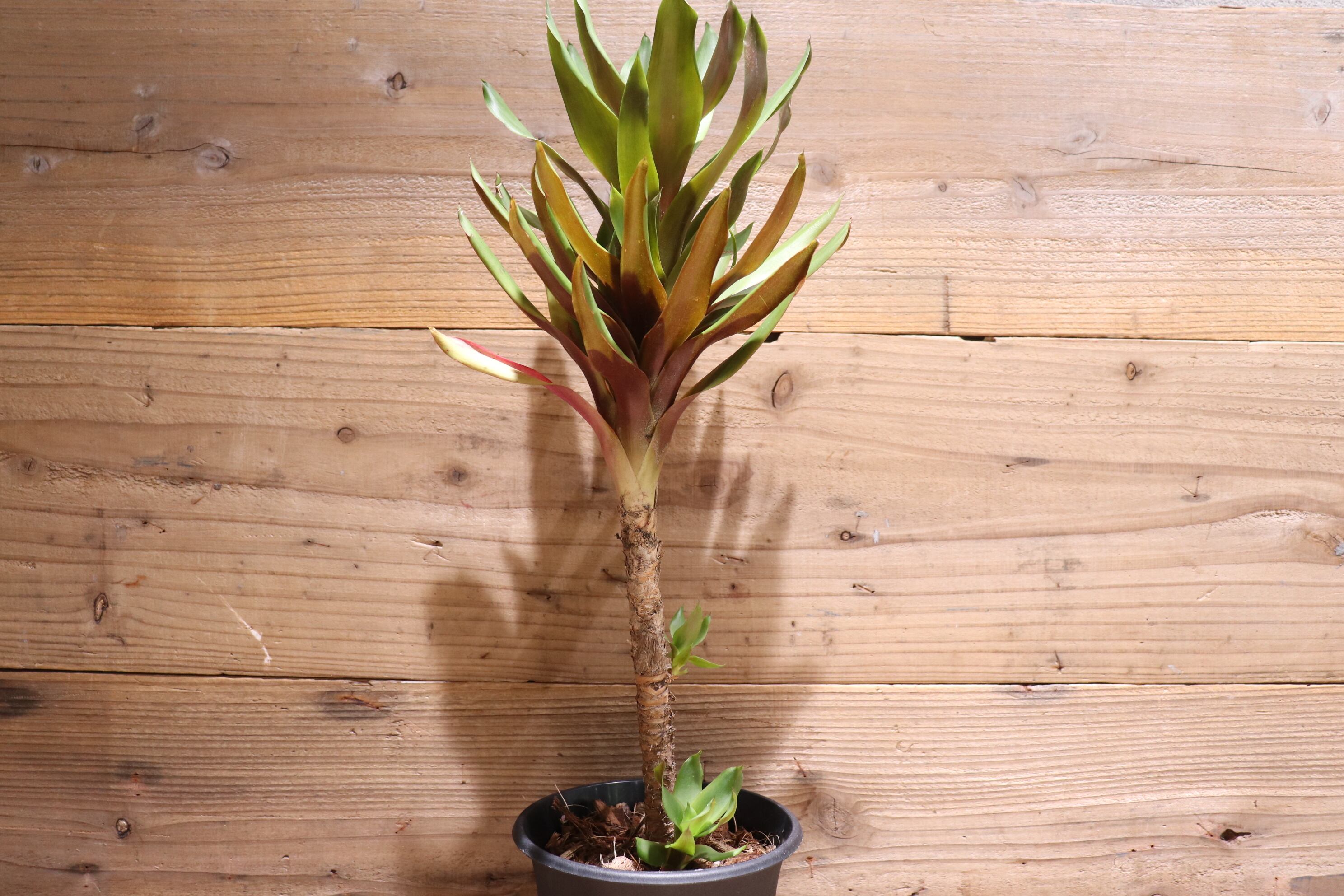送料無料】Aechmea 'Stalker'〔エクメア〕現品発送A0052 | plane plants