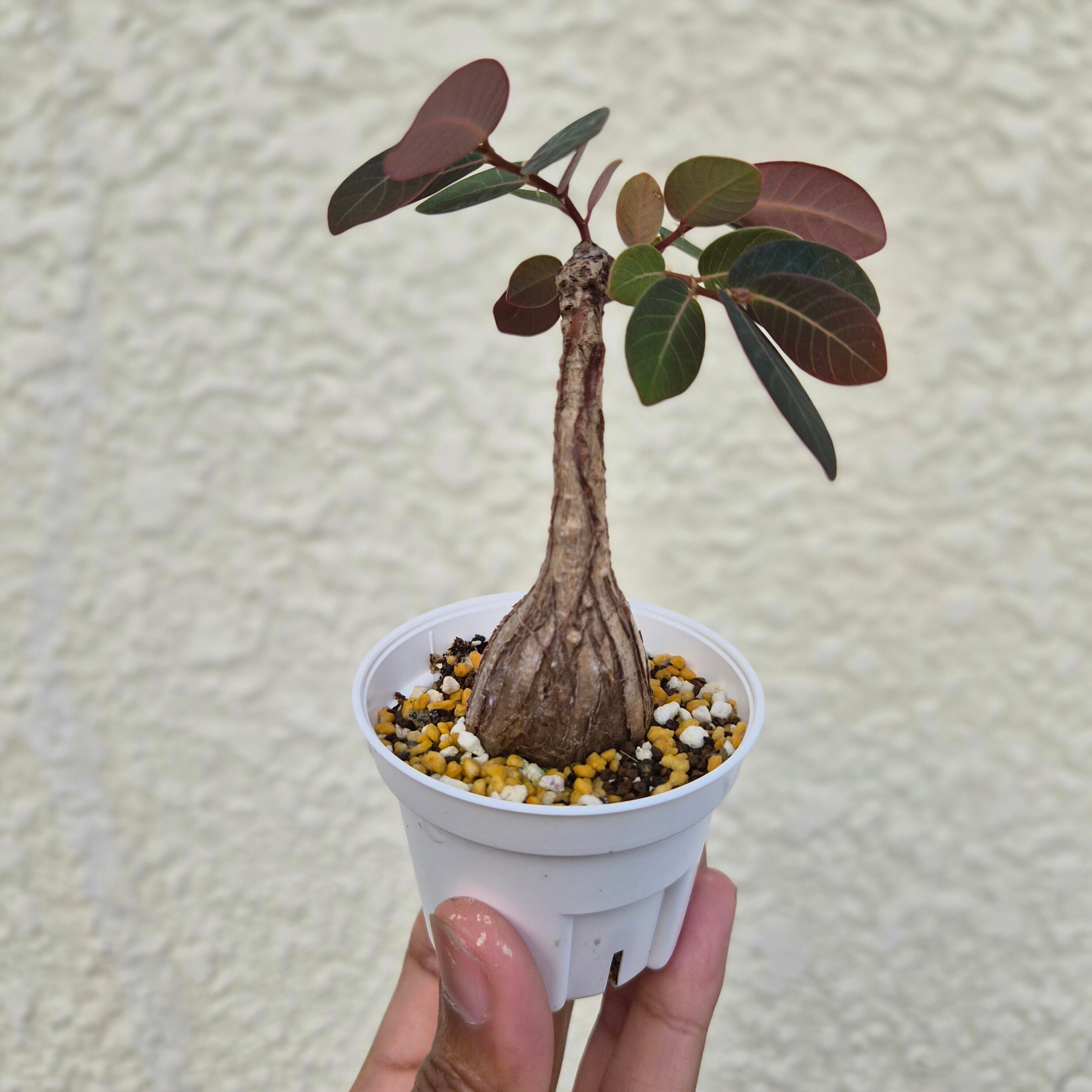 Sサイズ32〚フィランサス・ミラビリス〛Phyllanthus Mirabilis 塊根植物 コーデックス ポット発送