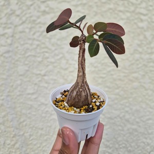 Sサイズ32〚フィランサス・ミラビリス〛Phyllanthus Mirabilis 塊根植物 コーデックス ポット発送