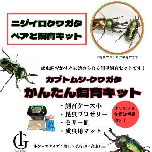 ヘラクレスレイディ (オス) | 昆虫ショップ GodInsect13