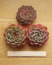 カット苗 ストロベリーアーモンド Echeveria 'Strawberry Almond'