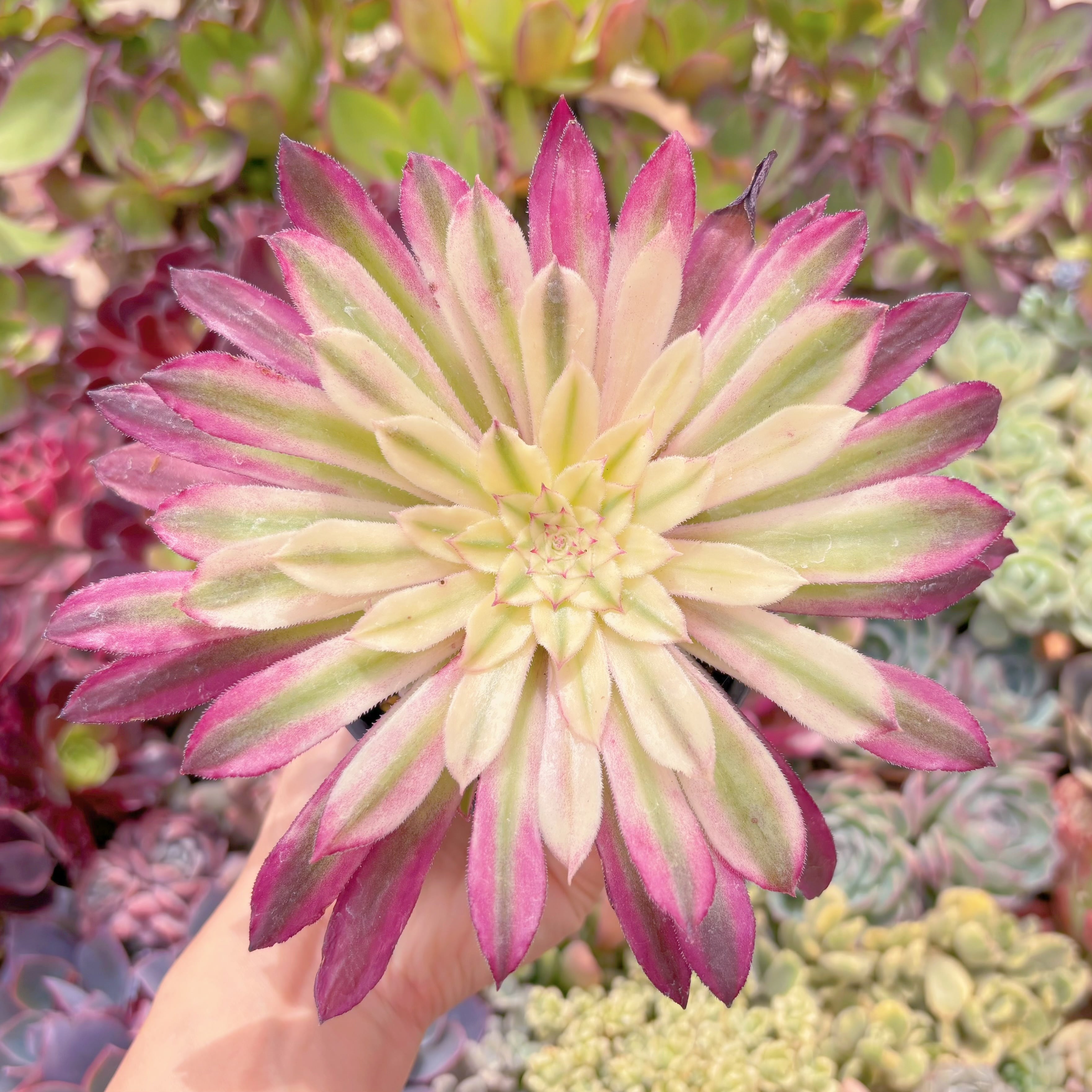 現物　墨仙#2227　るる農園