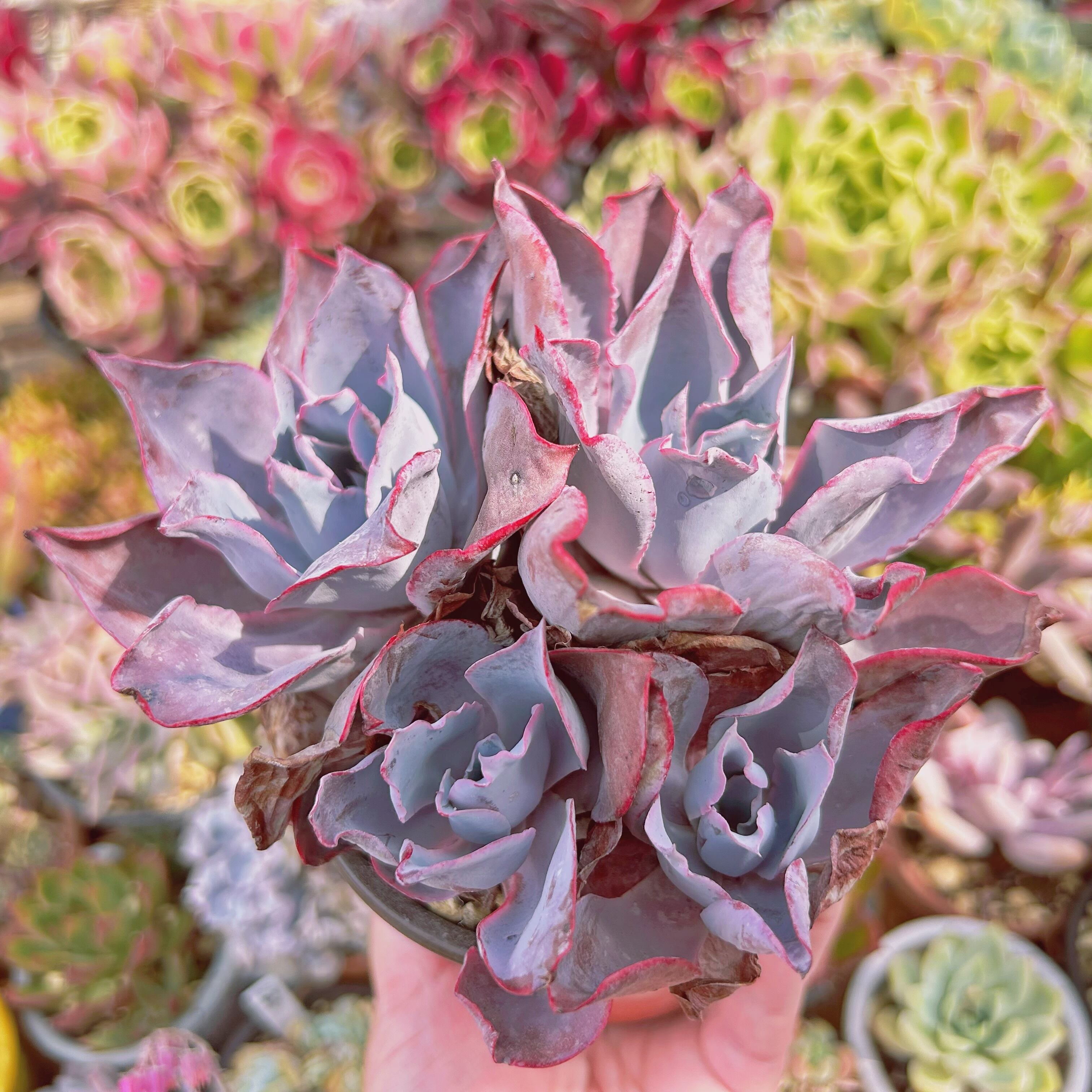 現物 多肉植物 アフターグロー 特大 | るる農園~多肉植物専門