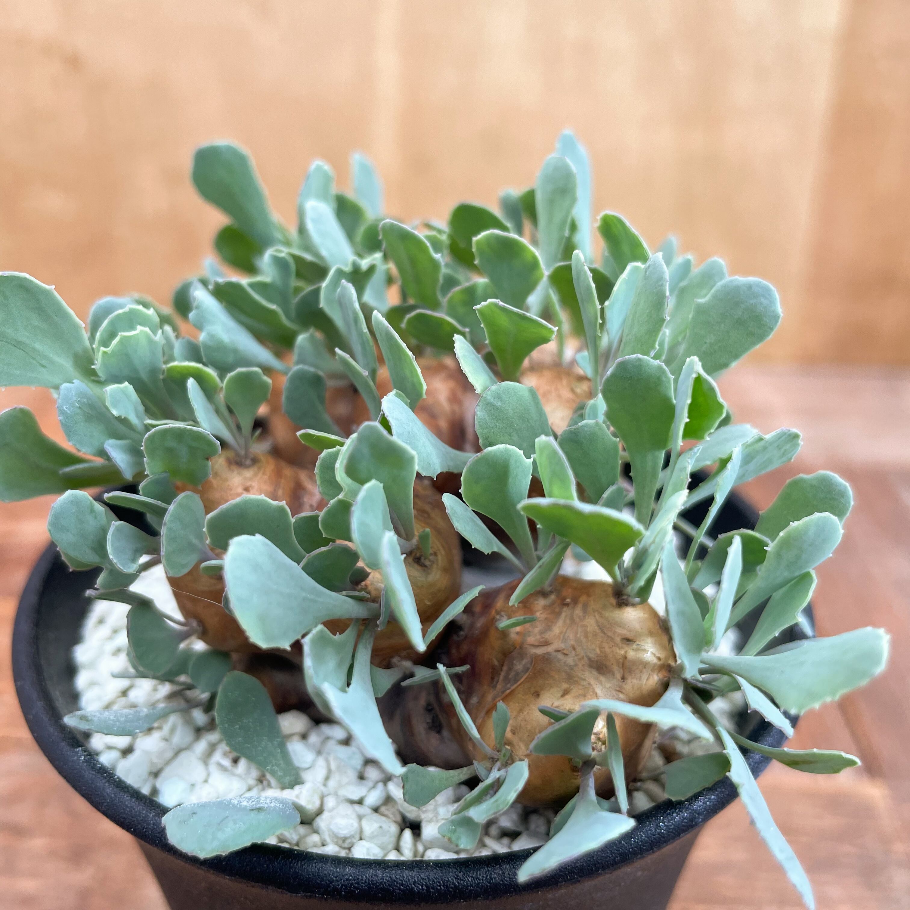 Othonna cacalioides【オトンナ・カカリオイデス】 | RIMO'S GREEN