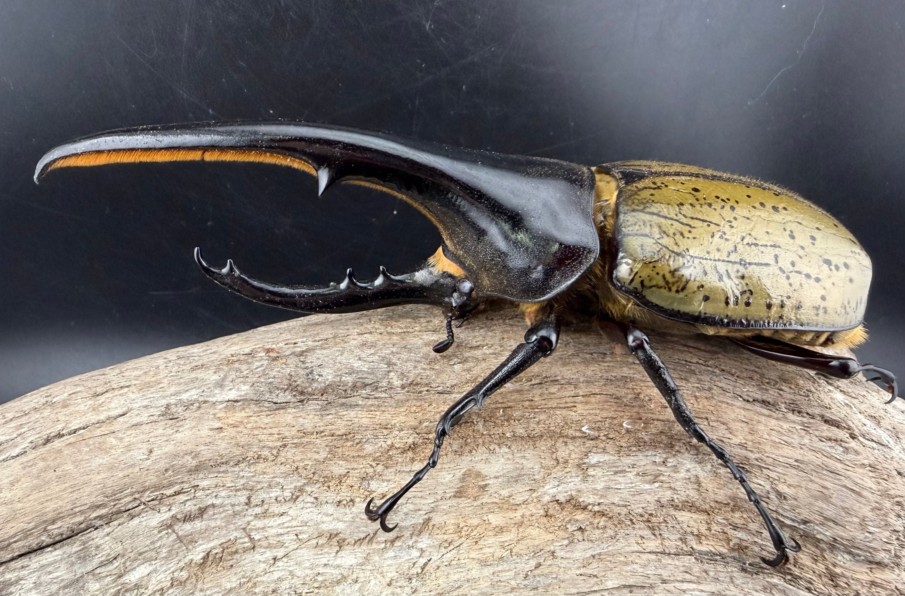 ヘラクレス・ヘラクレス 140mm ペア》 | KPW公式オンラインショップ