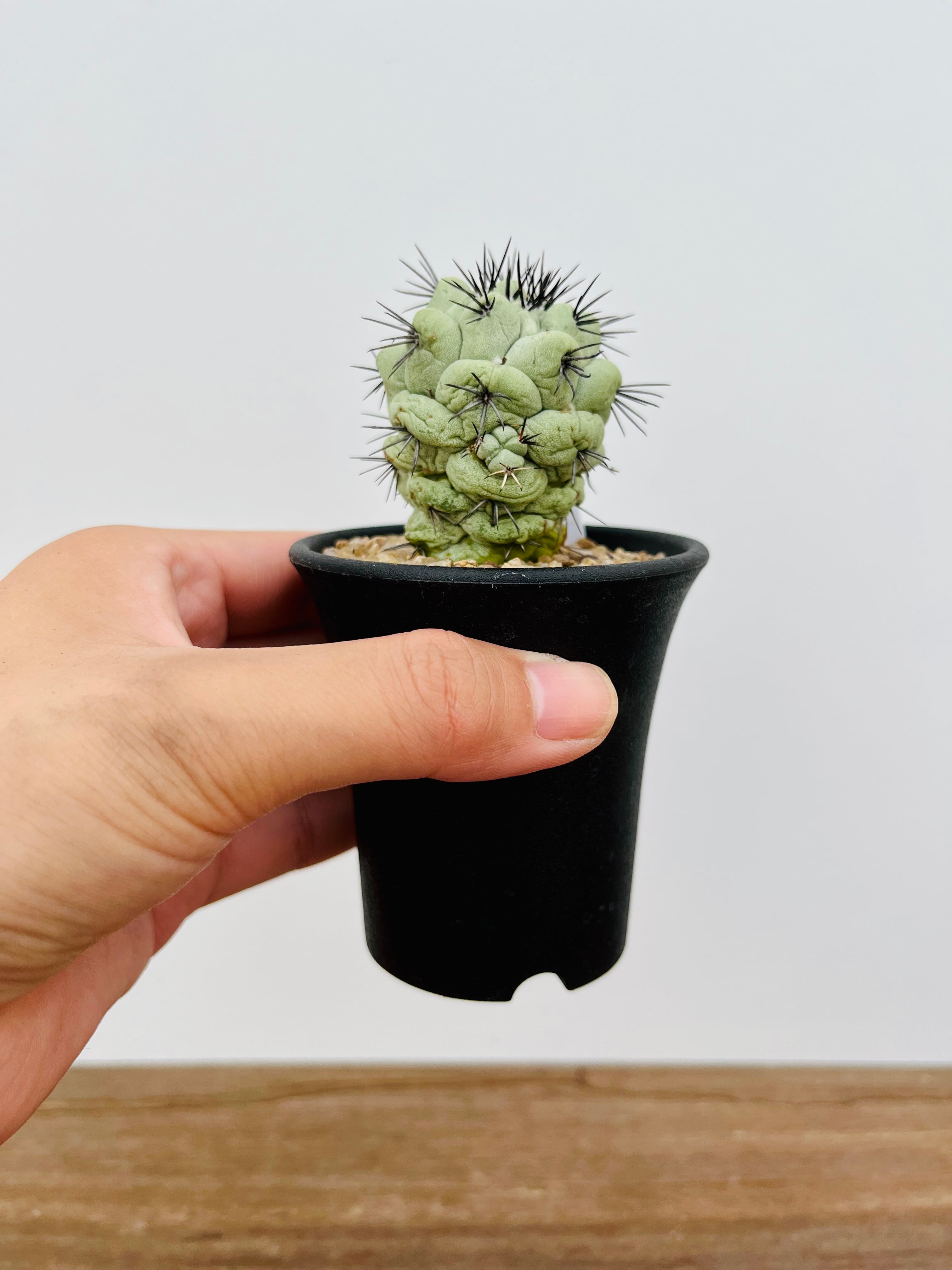 Ortegocactus macdougallii オルテゴカクタス マクドガリー サボテン