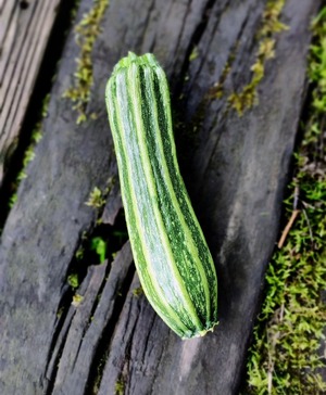 【ナッツのような風味】ロマネスコズッキーニ -zucchini-