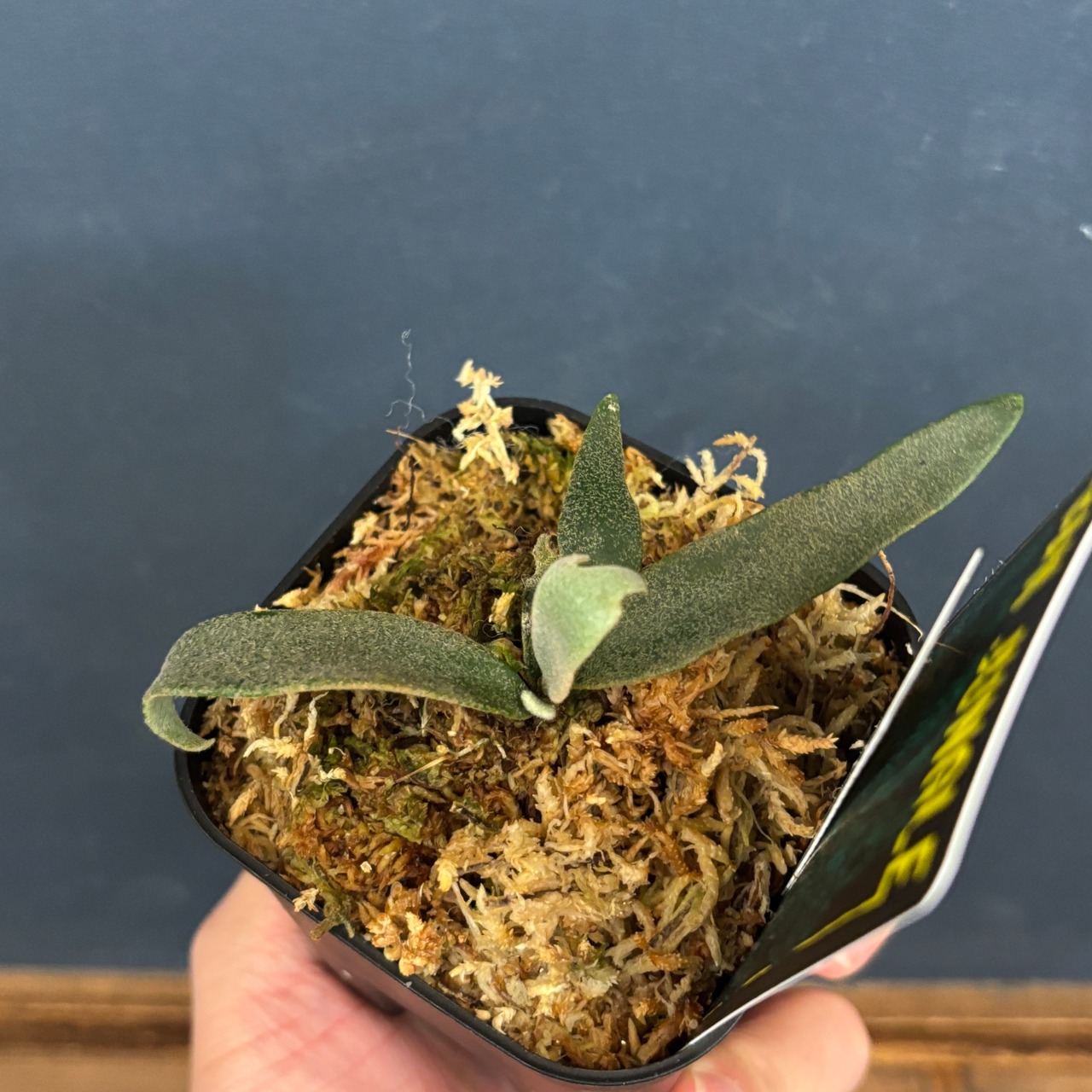 ビカクシダ　ジェニー　P. willinckii 'Jenny'【658】