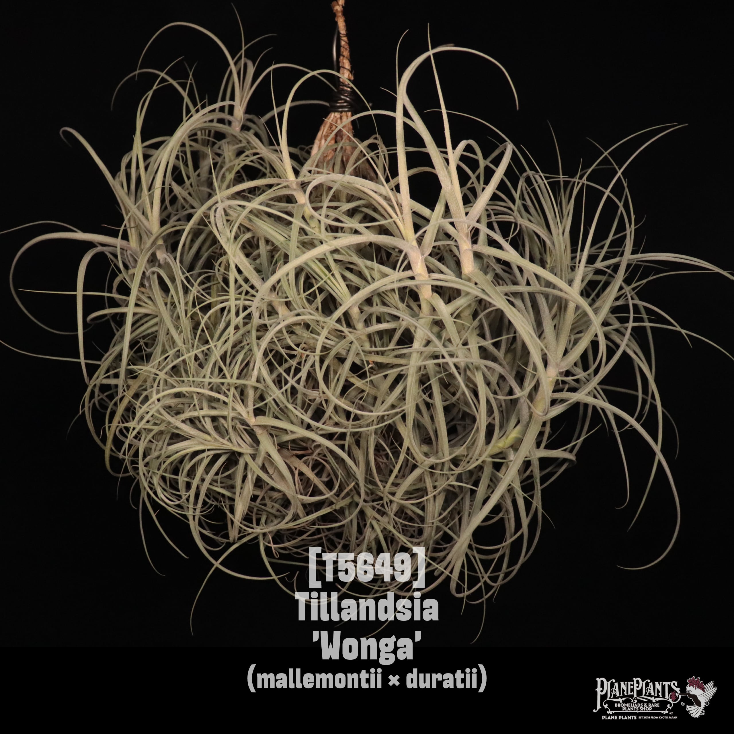 □ TILLANDSIA IMPORT [契約農園輸入株] | plane plants