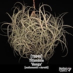 【送料無料】'Wonga' Clump〔エアプランツ〕現品発送T5649