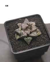 【セットC ハオルチア 5種】ハオルチア 花葵/ハオルチア 月影/ハオルチア 田島の春 他