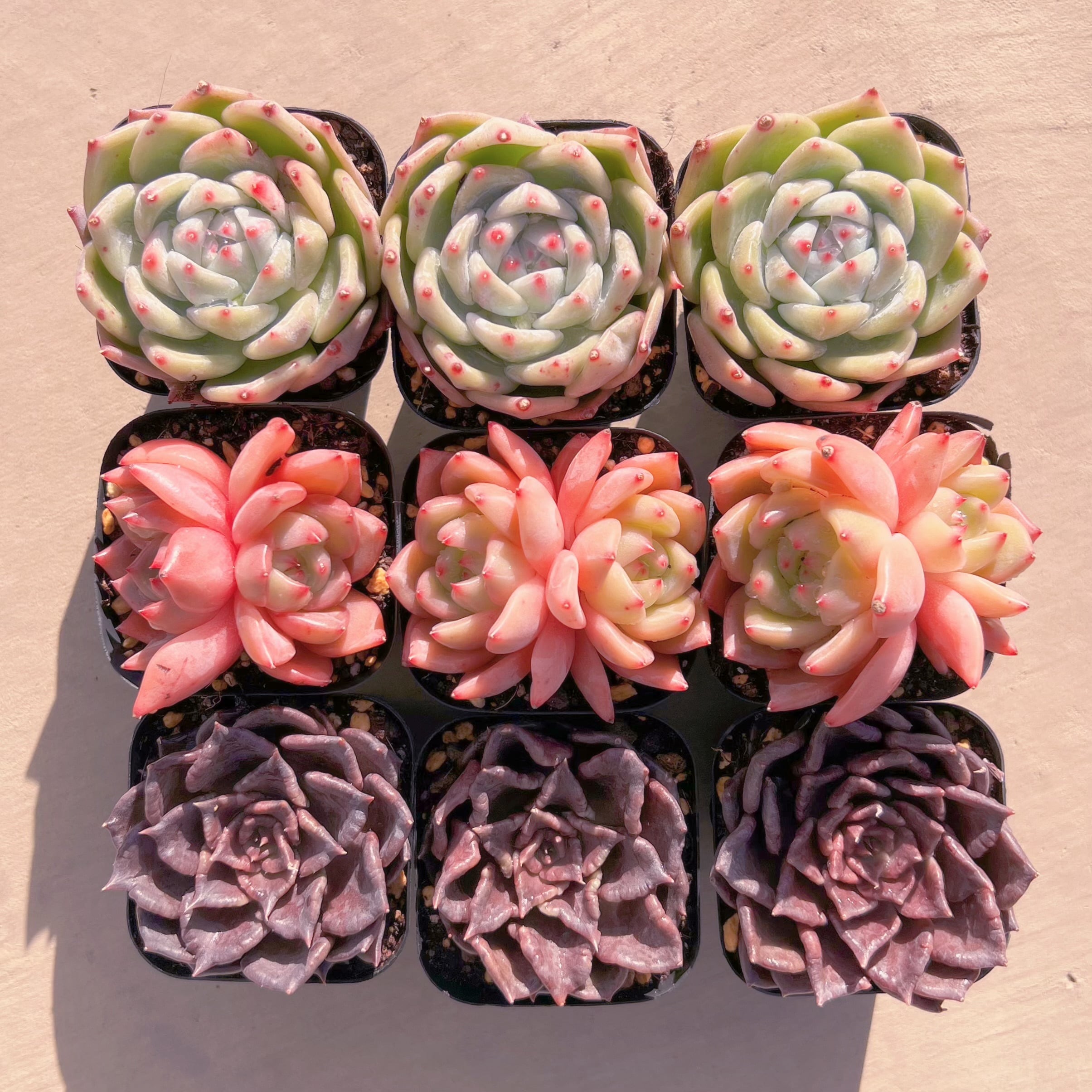 BASE販売会セットB