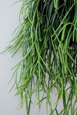 【M】リプサリス キルベルギー/Rhipsalis