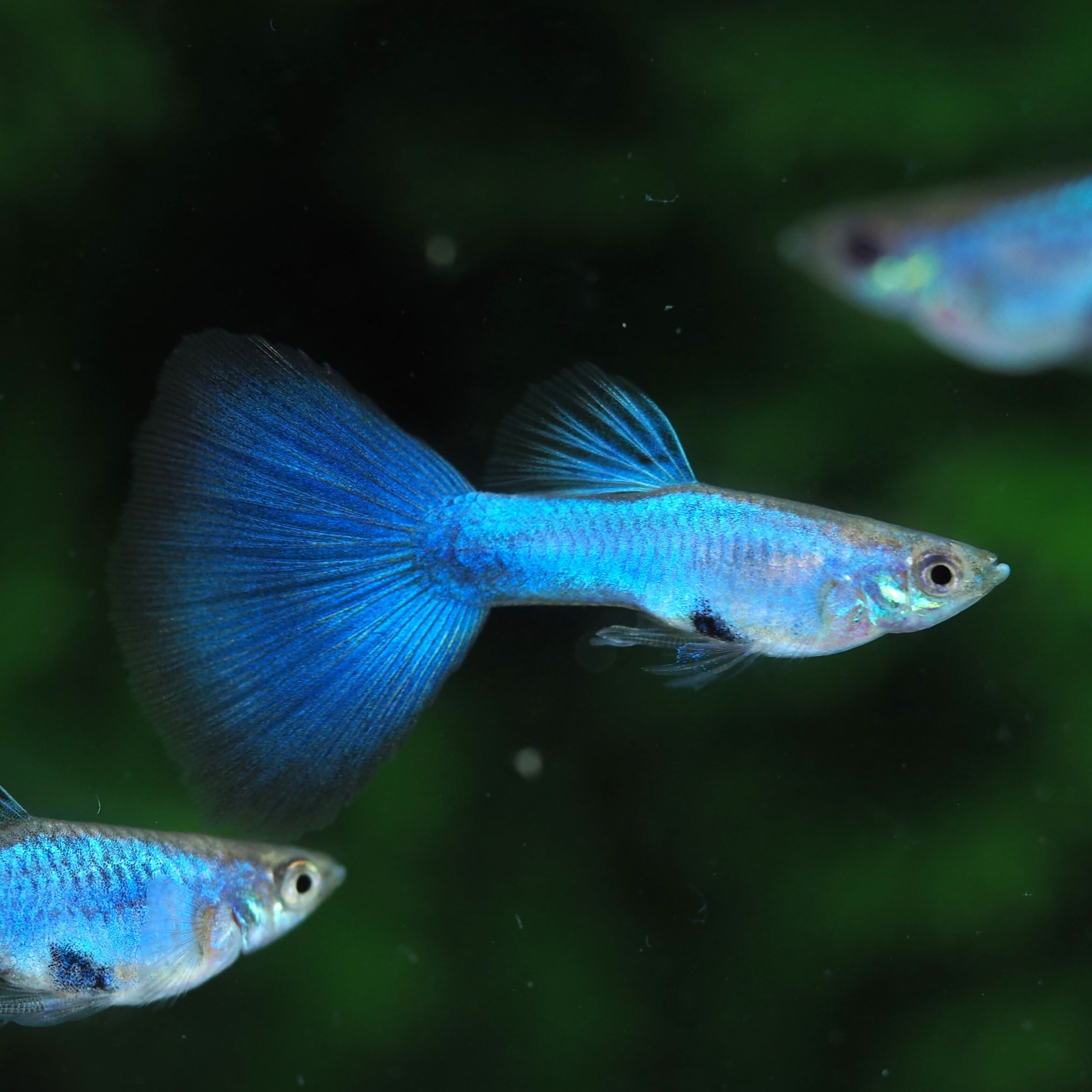 ラズリーブルーテール 若魚1ペア | 伊豆グッピーファーム