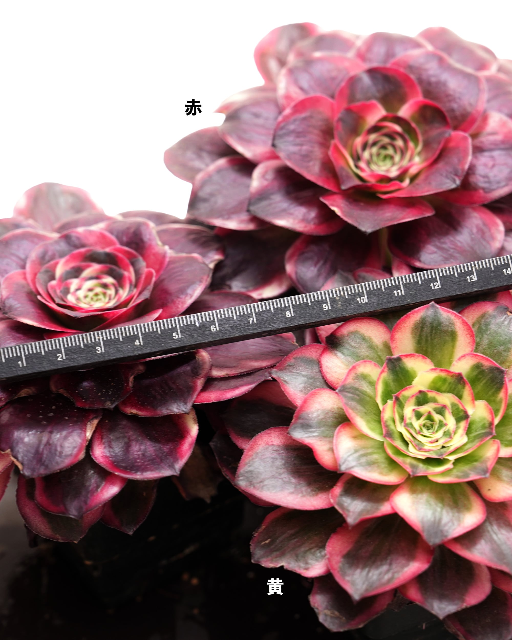 抜き苗 アエオニウム 魅金ローズ錦 Aeonium 'Charm Golden Rose