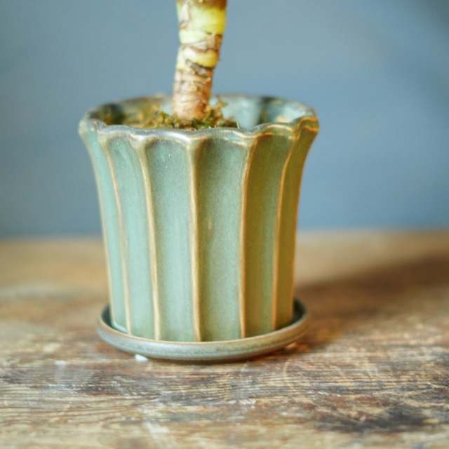 フリーセア オスピナエ 器セットB