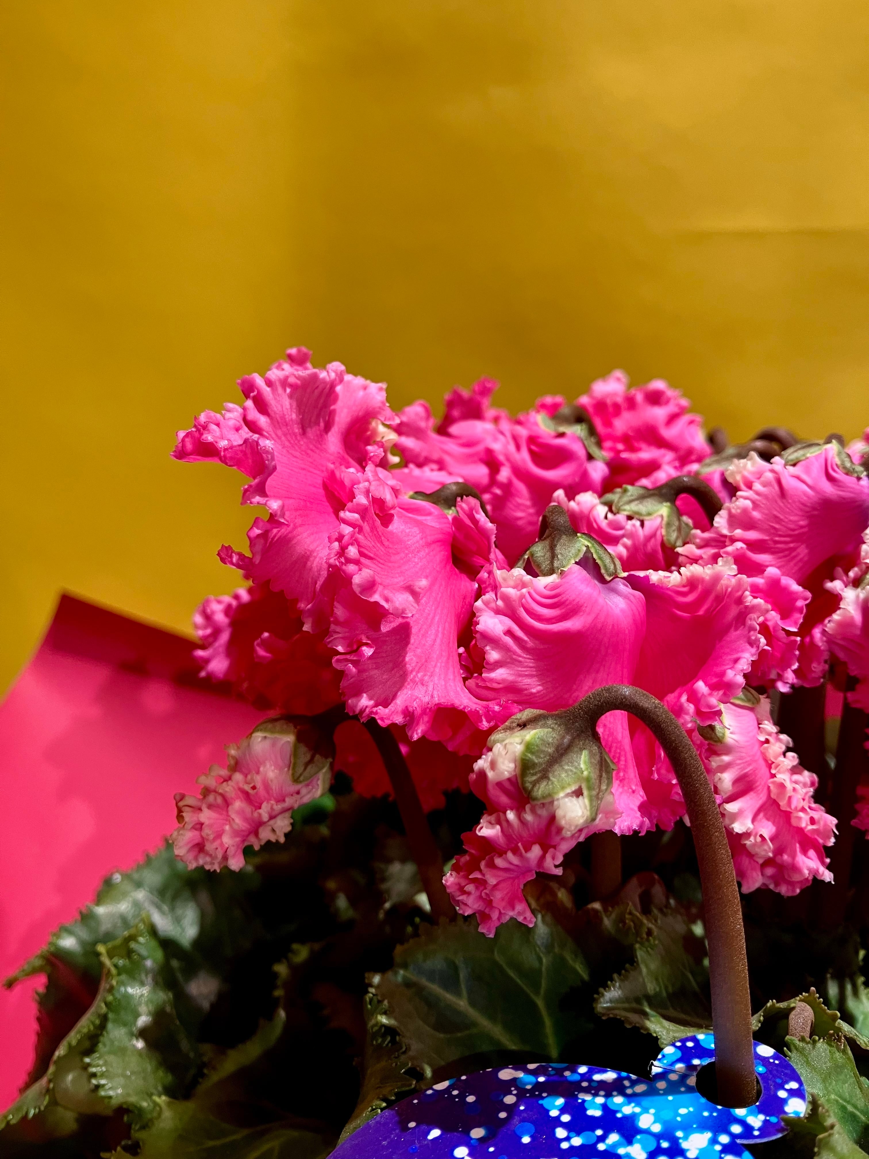 シクラメン【レジーナ】