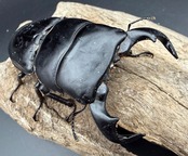 【WD】《ダイオウヒラタ アルゴプーロ産 86.5mm ペア》