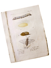 1780s フランス ビュフォン伯爵による蛾と幼虫の博物画h Buffon アンティーク