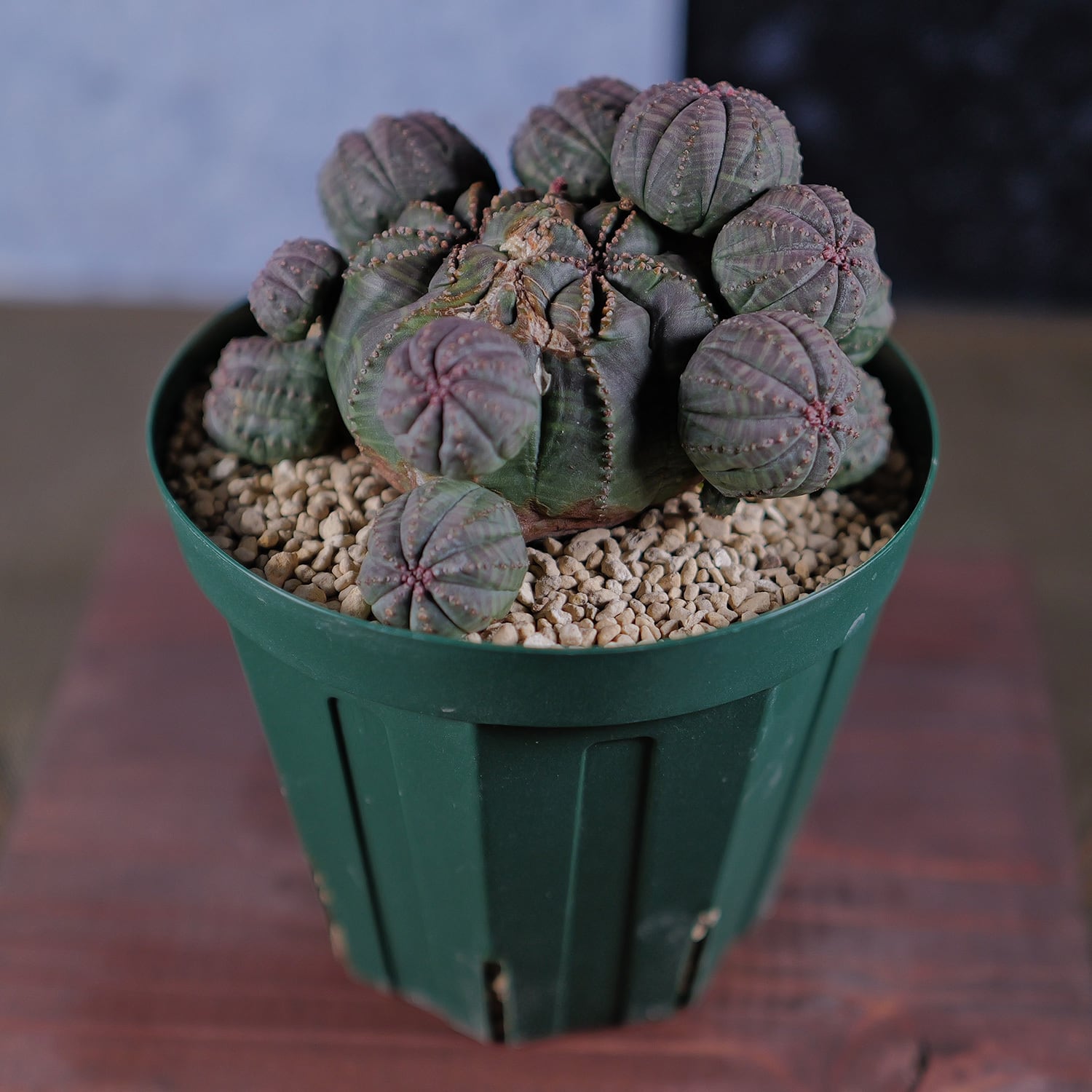 超厳選株】大株 最大幅 約10cm 仔吹き 捻じれ 円扇石化 オベサ