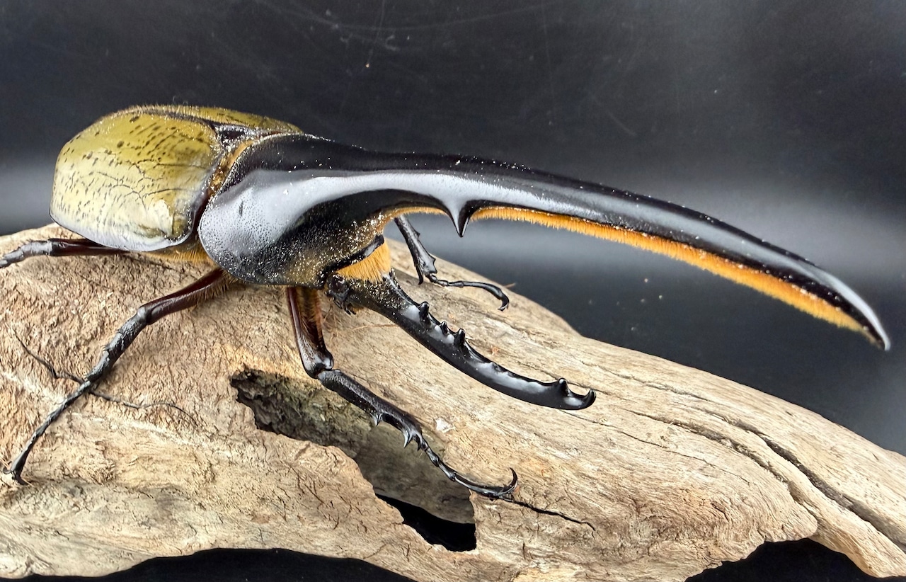 《ヘラクレス・ヘラクレス 145mm ペア》