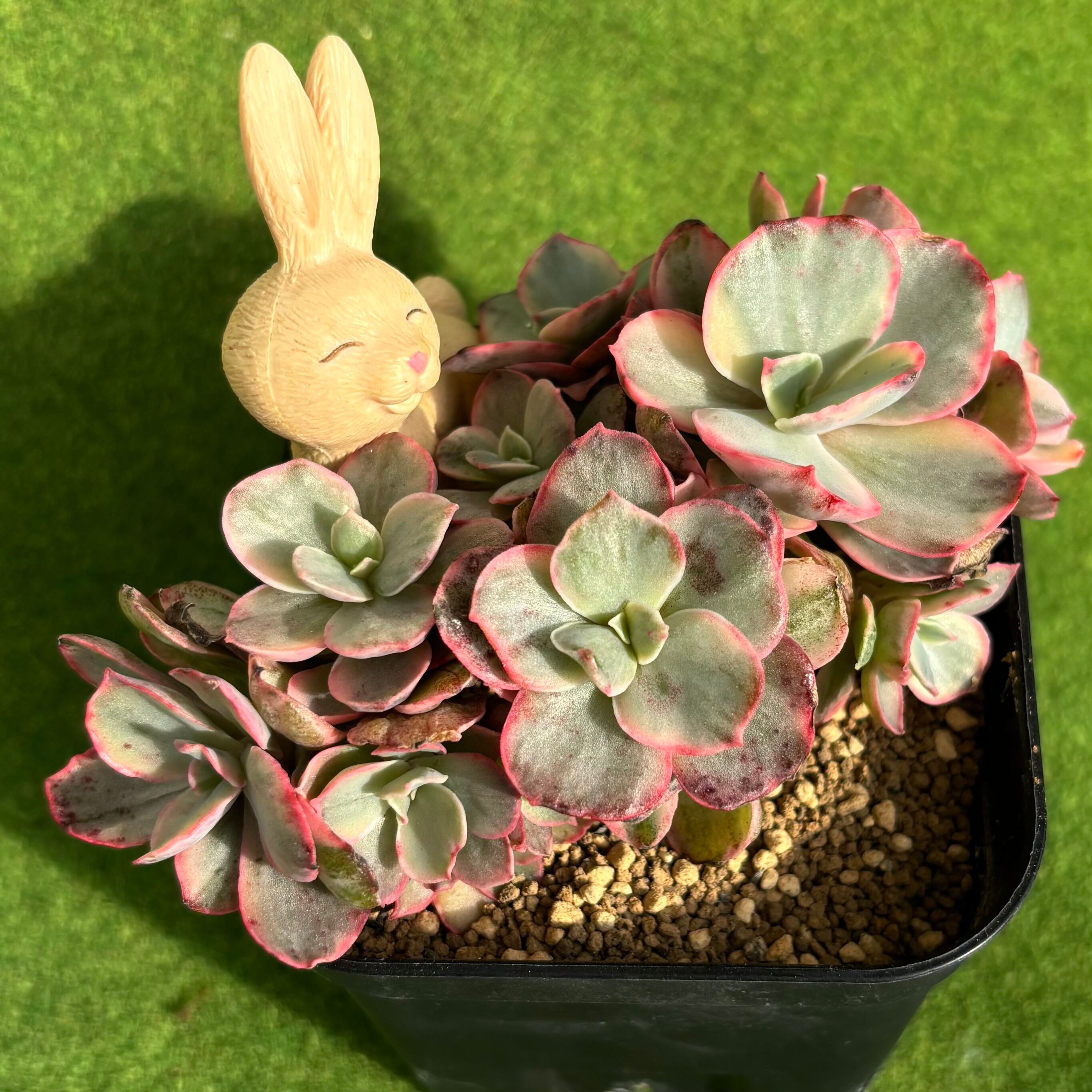 マルニエリアナ | 多肉植物 豆彦商店