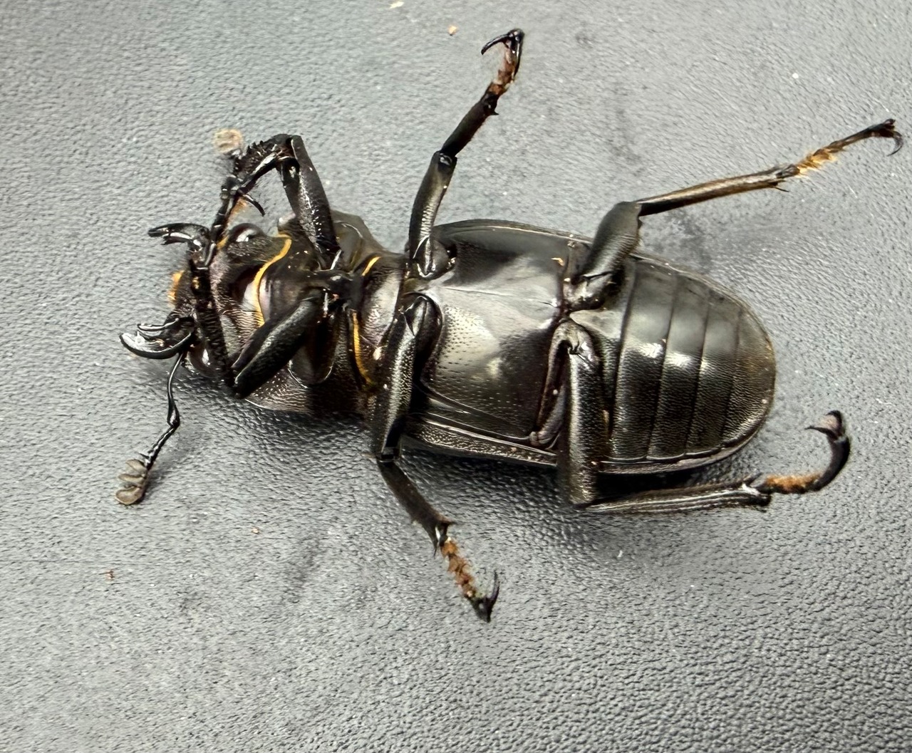 《メタリフェルホソアカ亜種フィナエ パープル系 73mm ペア》