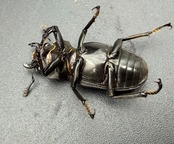 《メタリフェルホソアカ亜種フィナエ パープル系 73mm ペア》