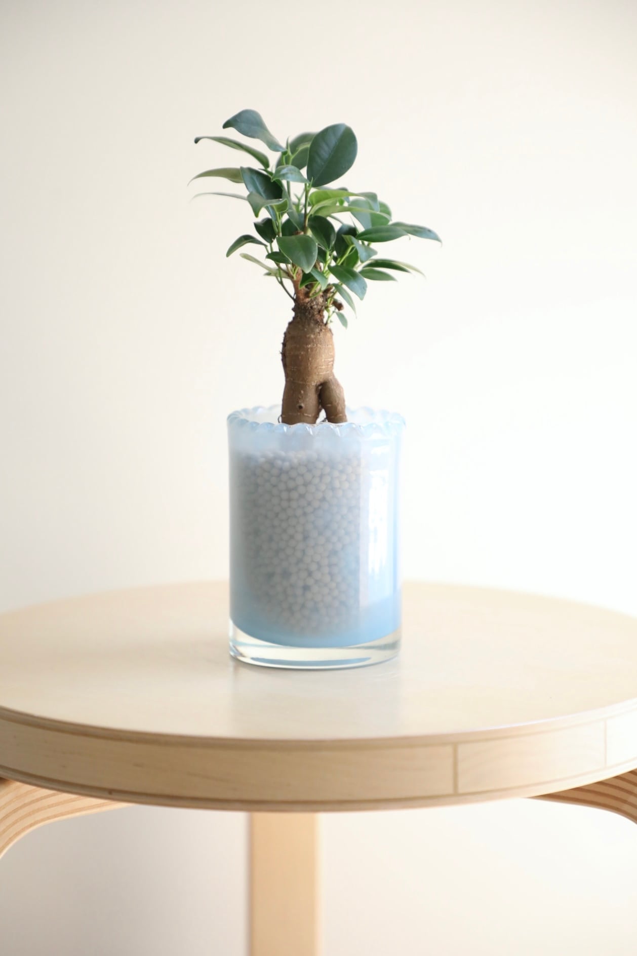 S】【土不使用】ガジュマル/Ficus microcarpa | 【厳選植物・器