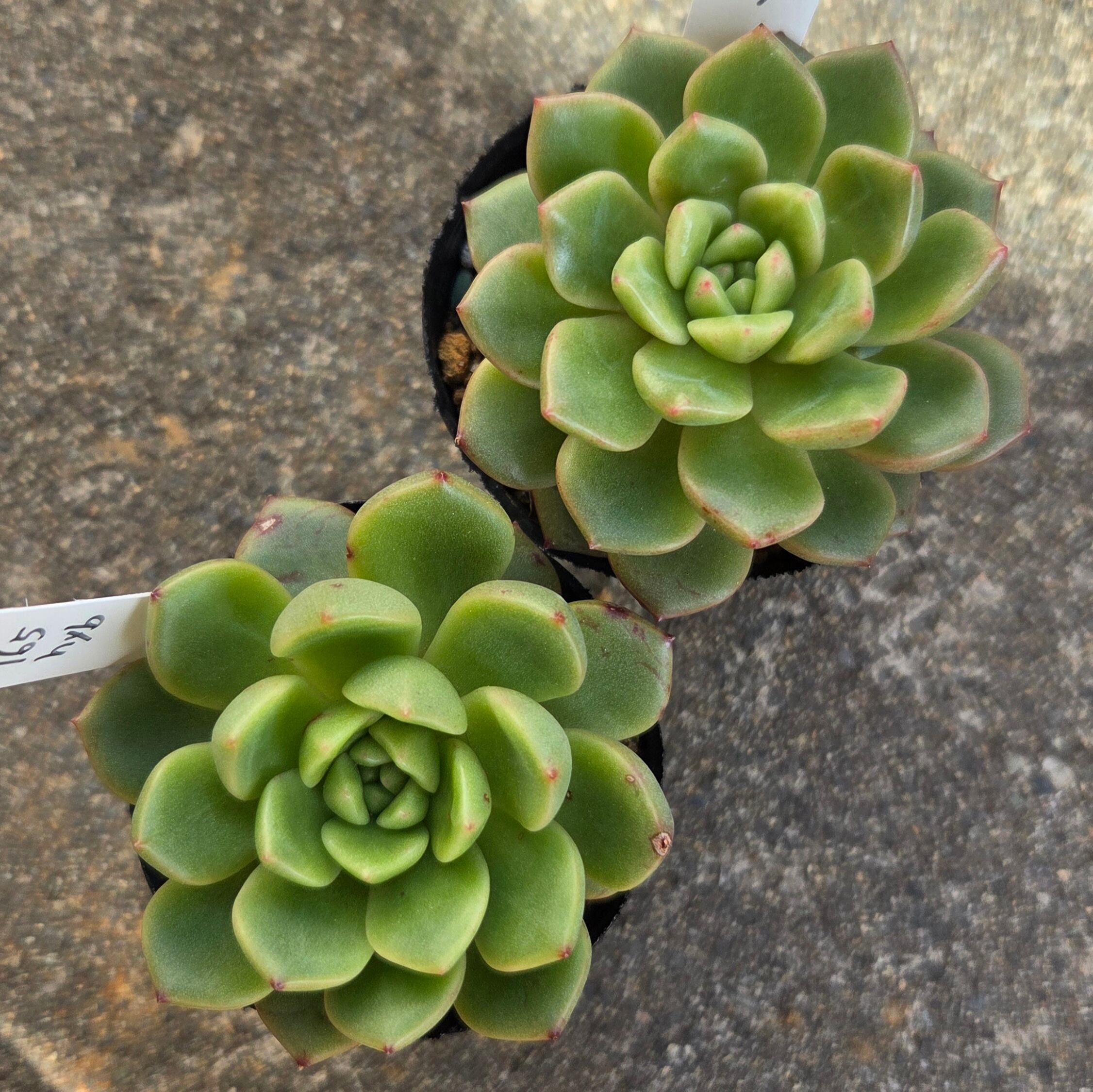 多肉植物苗 | 多肉Garden＊Grow
