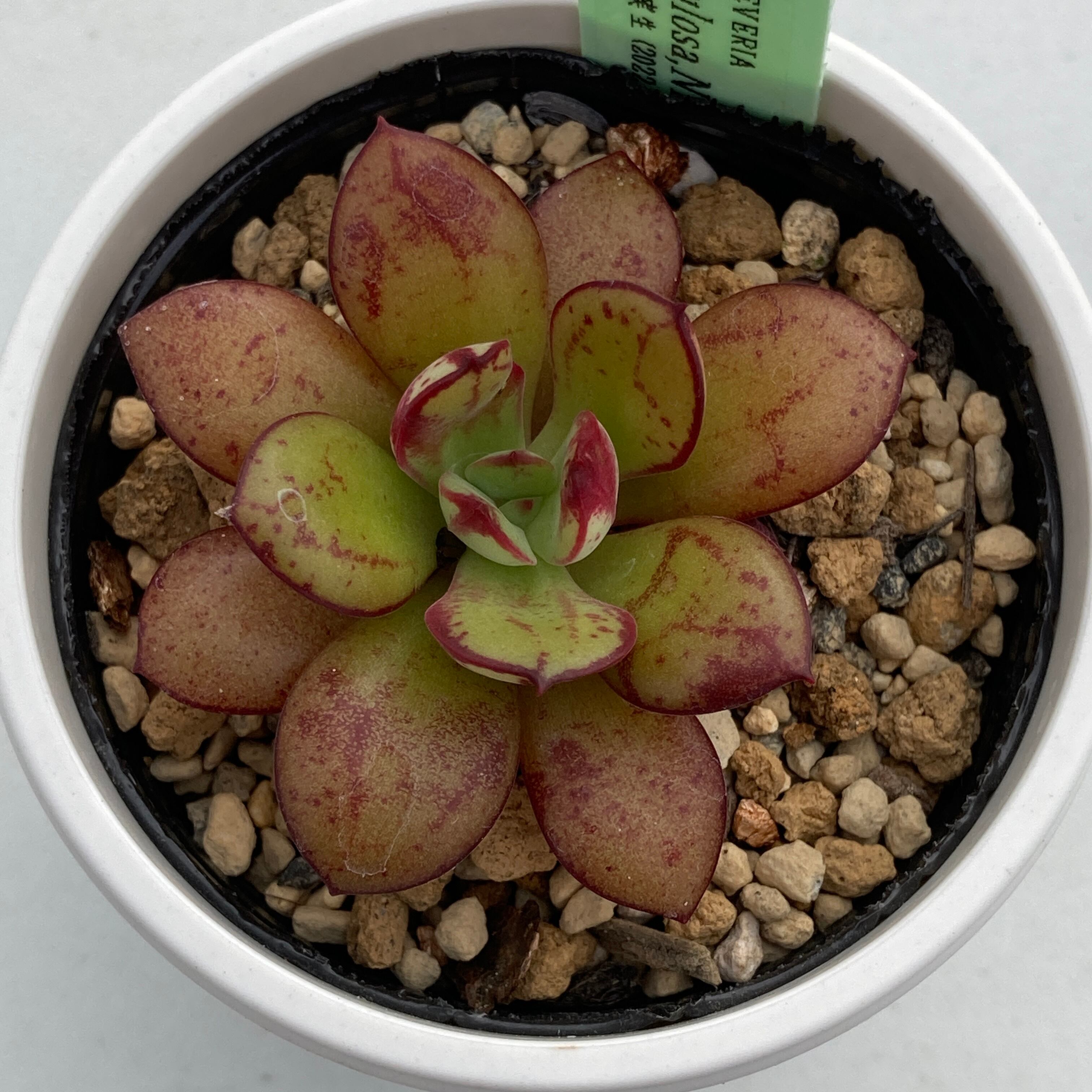 現物商品】ECHEVERIA nodulosa,Nicolas Bravo 原種 実生苗 | 多肉植物