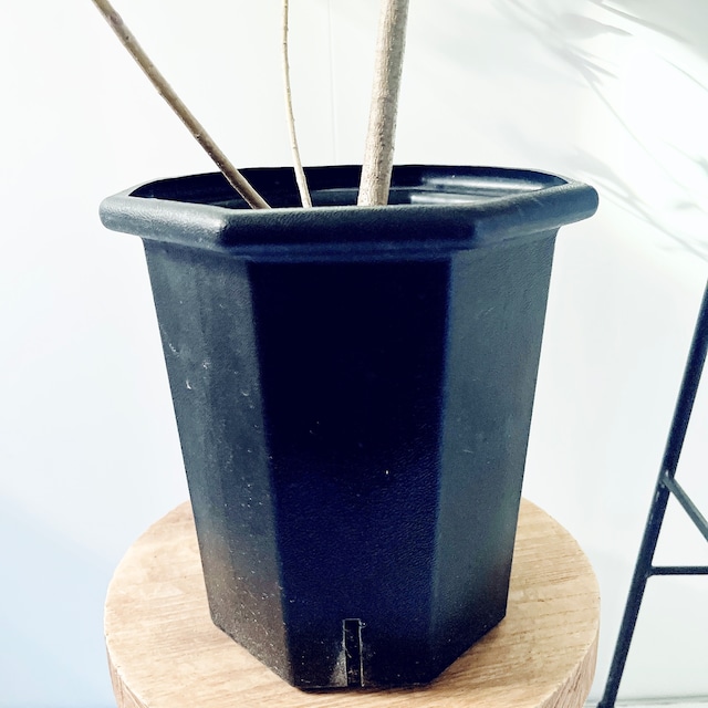 耐寒強 オリーブ アルベキナ アルベキーナ Lサイズ 観葉植物 calm cafe