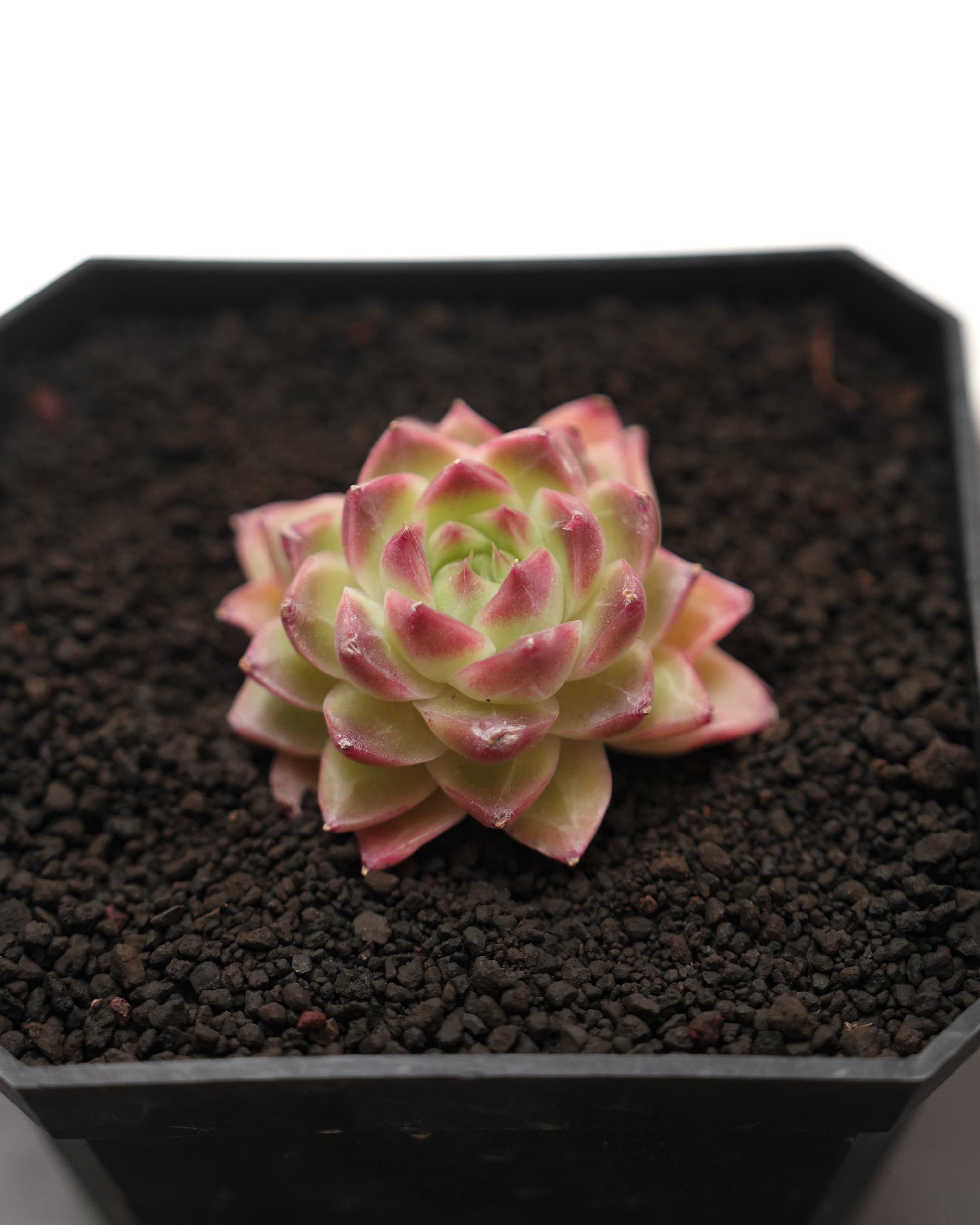 墨黛ハーフ顔　黒ディジーハーフ顔　カット　アエオニウム レア種・新品種 | PUKUBOOK SUCCULENTS