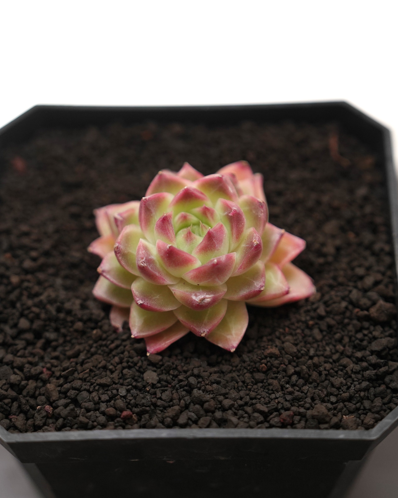 カット苗 レッドクィーン Echeveria 'Red Queen