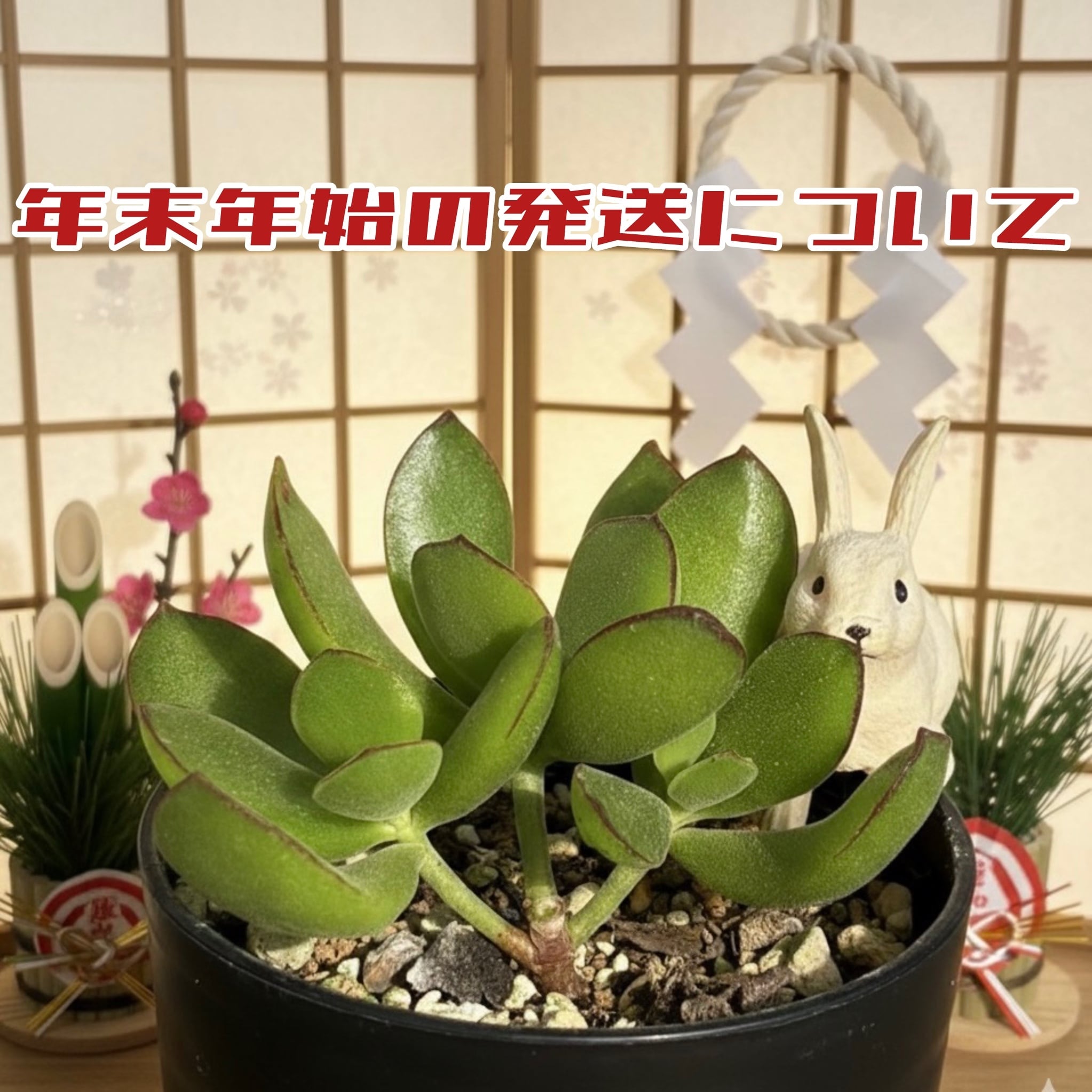 スピードバンプ | 多肉植物 豆彦商店