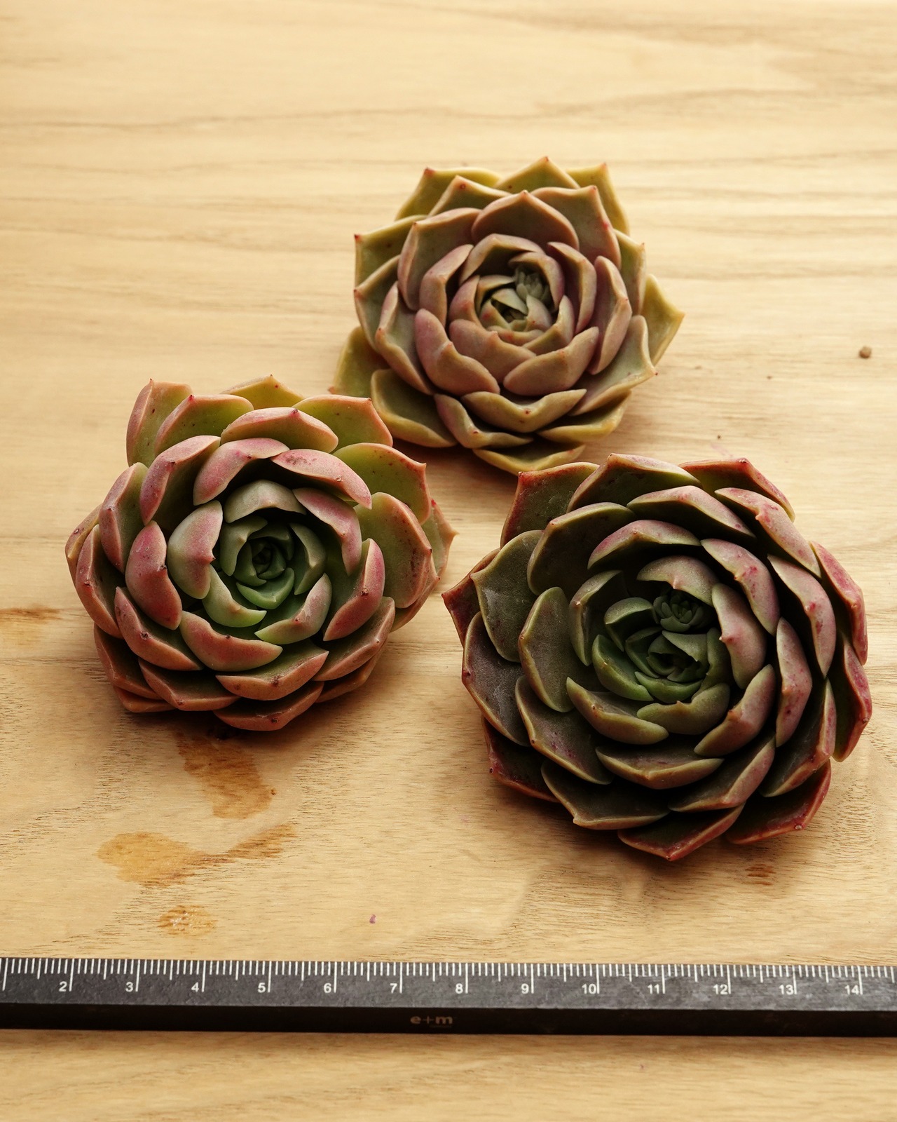 カット苗 ブロンズパステル 【日本初上陸？！】 Echeveria 'Bronze Pastel'