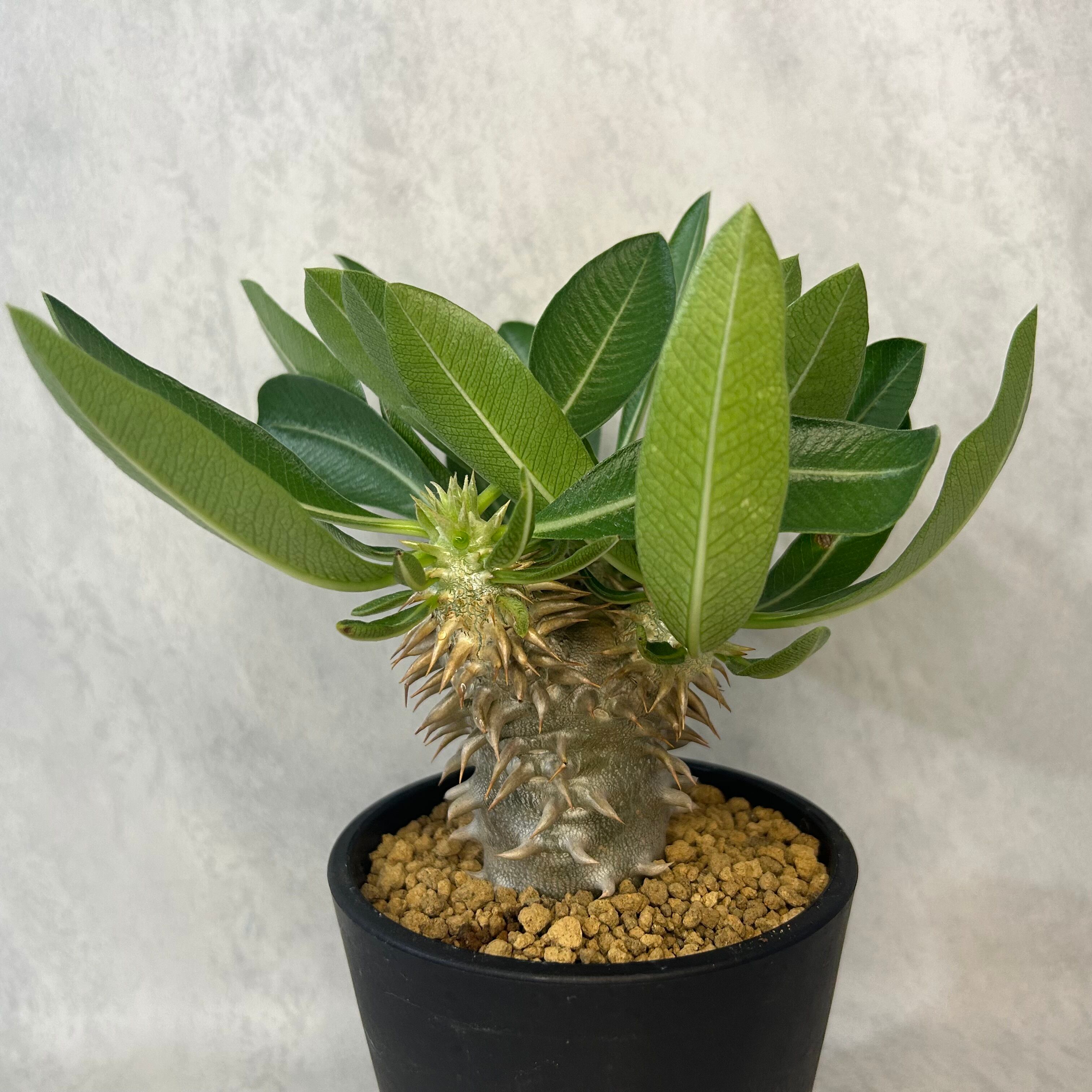 パキポディウム グラキリス 現地球 ベアルート (発根済み) 塊根