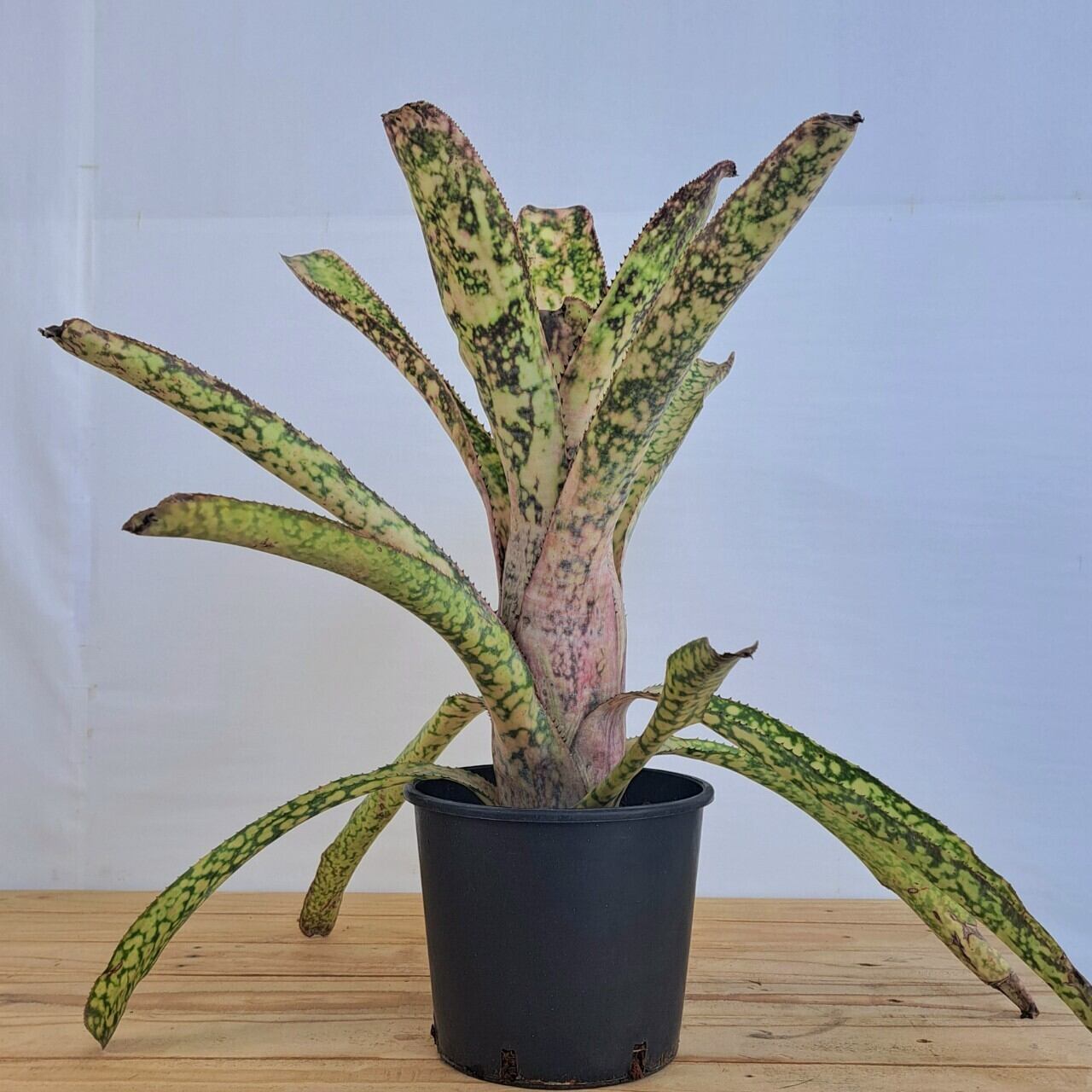 タンクブロメリア複数株 特大株です!タンクブロメリア エクメア タンクブロメリア複数株 特大株です!タンクブロメリア エクメア