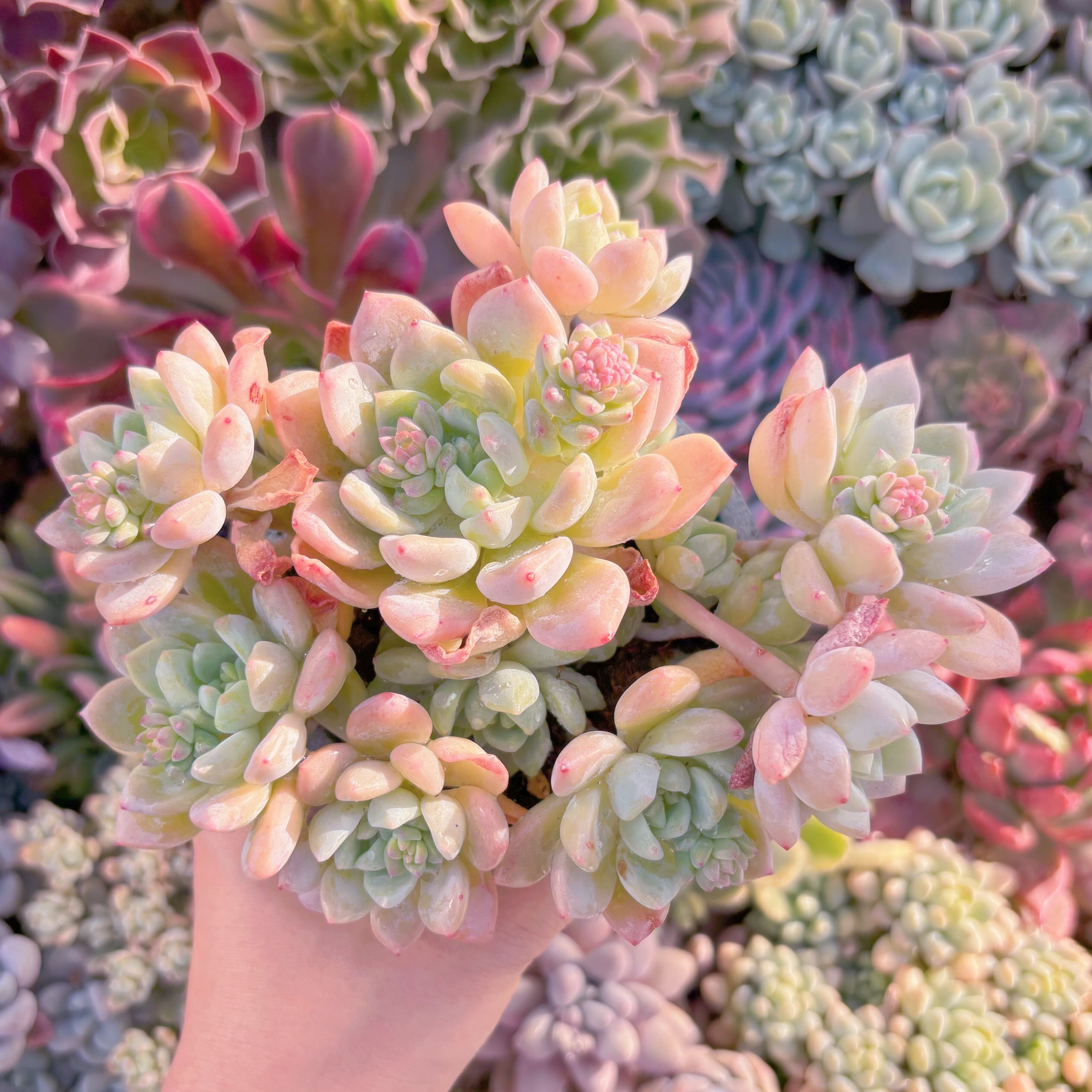 現品　千本桜#757　群生　るる農園