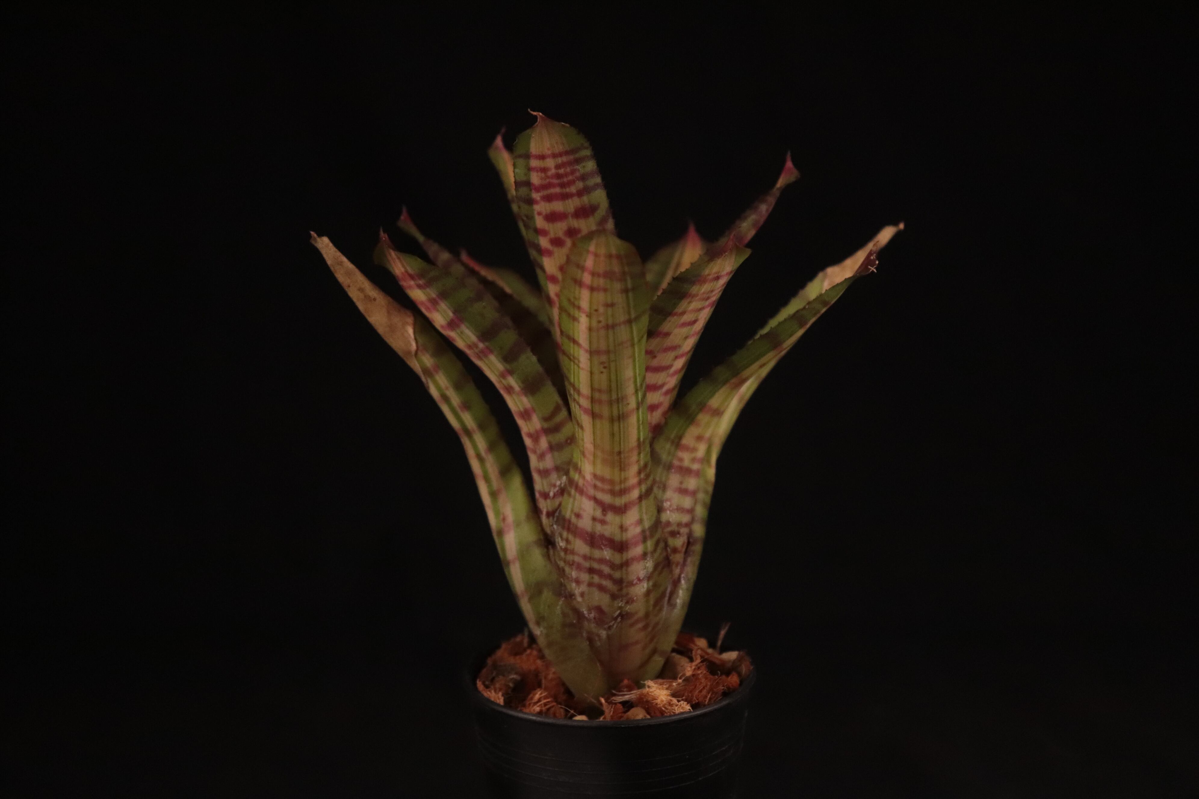 さぎこう さま専用Neoregelia Bold Zebraなど6点 さぎこう さま専用Neoregelia Bold Zebraなど6点