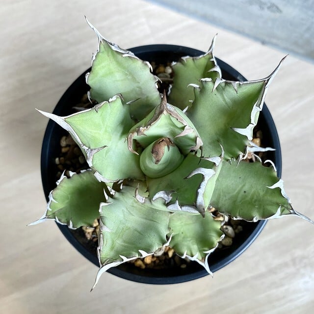 agave titanota No1 /アガベ チタノタ ナンバーワン 【子株 2つ付き ...