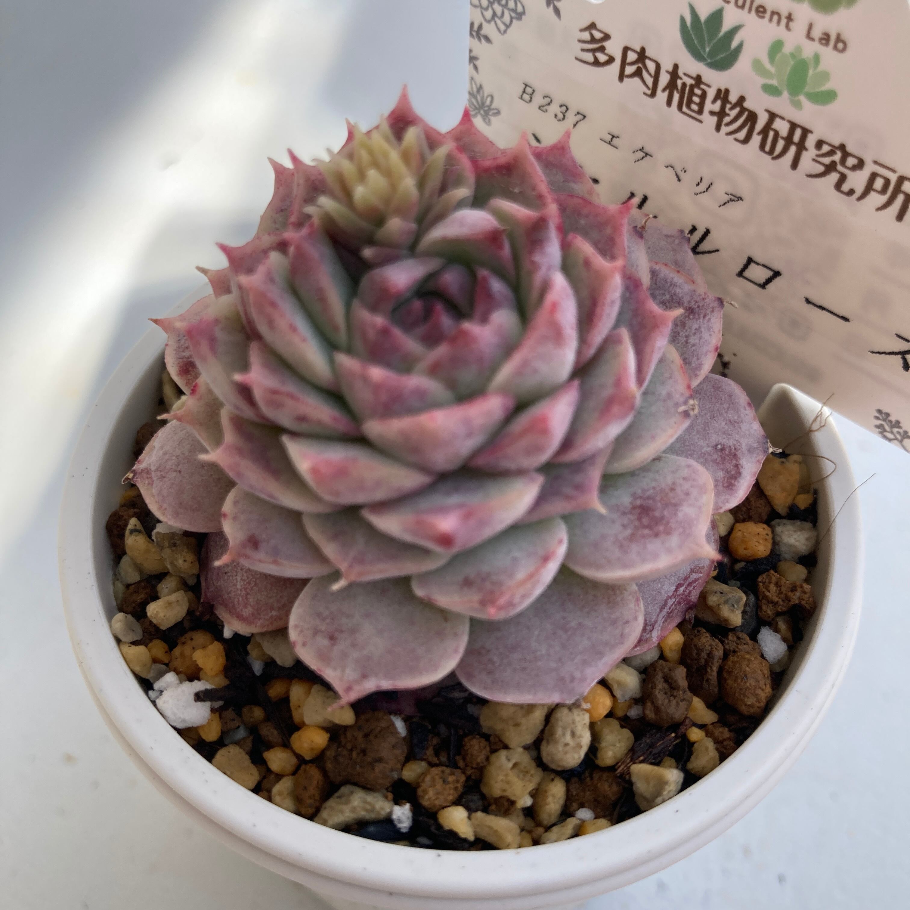 現物商品】シャルルローズ | 多肉植物研究所