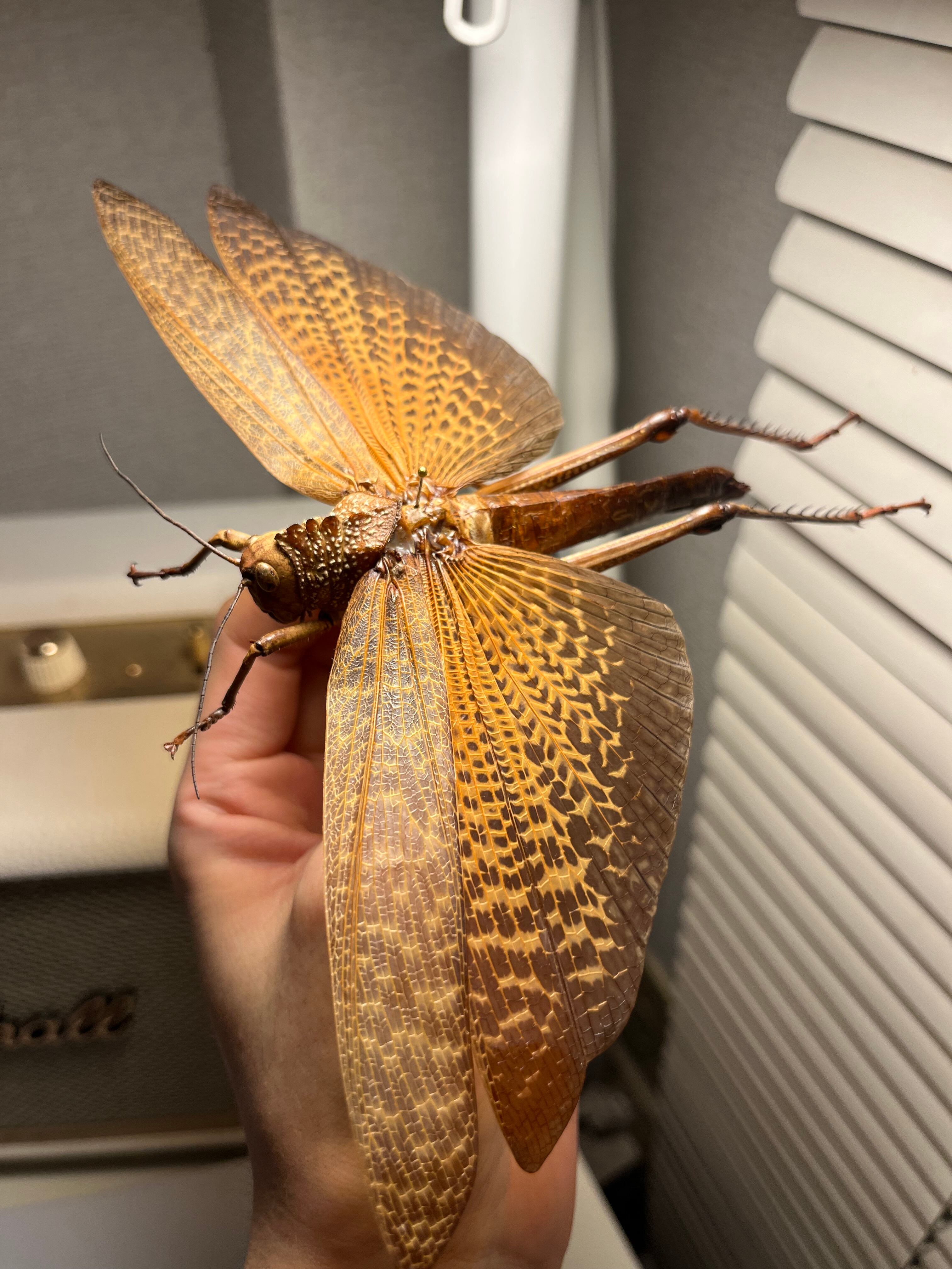 飛蝗最大種】シタベニオオバッタ ファッション 昆虫標本 直翅類